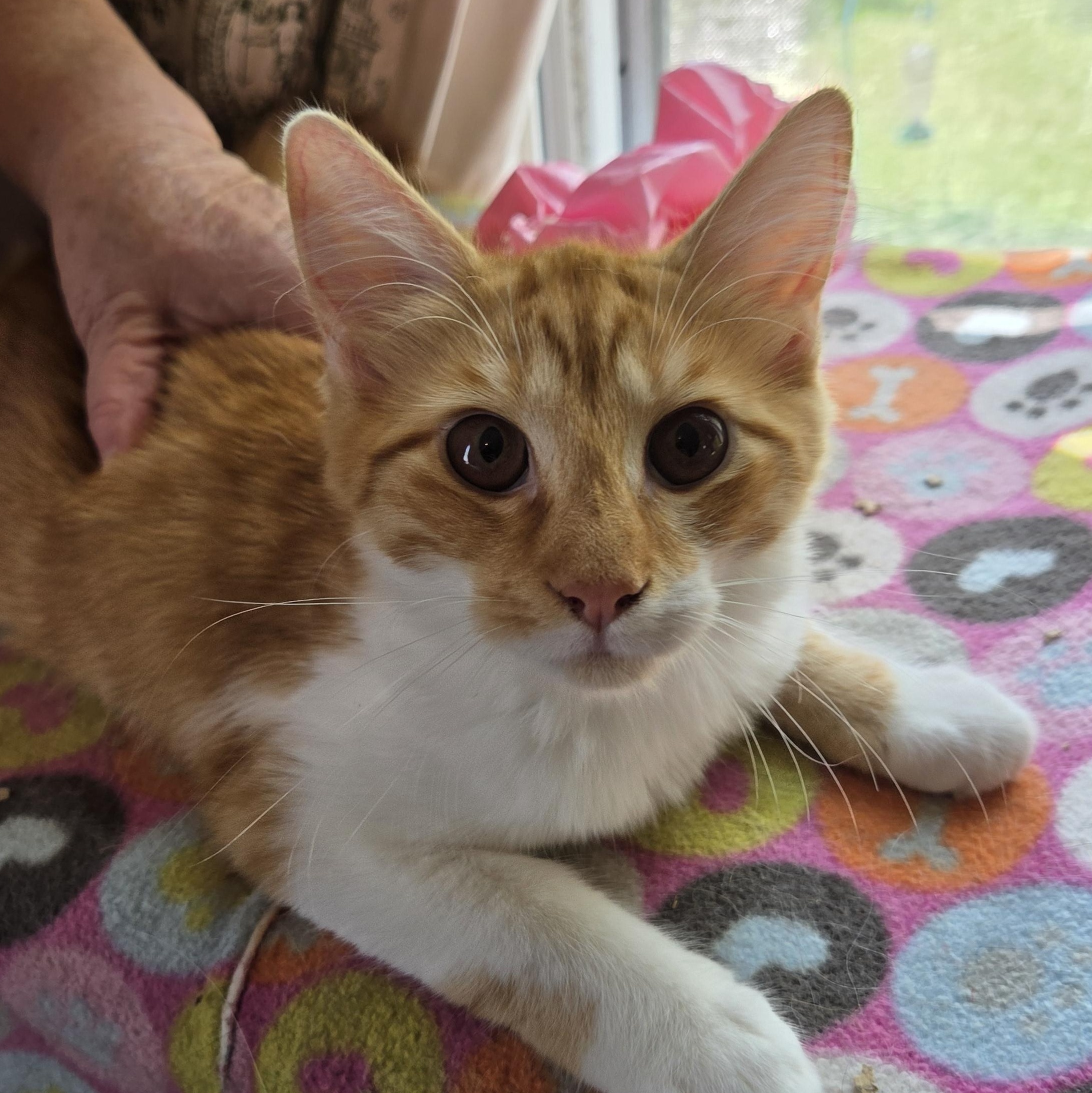 Enlarge Ray, a Adoptable Domestic Medium Hair in Fort Oglethorpe, GA image 3/3