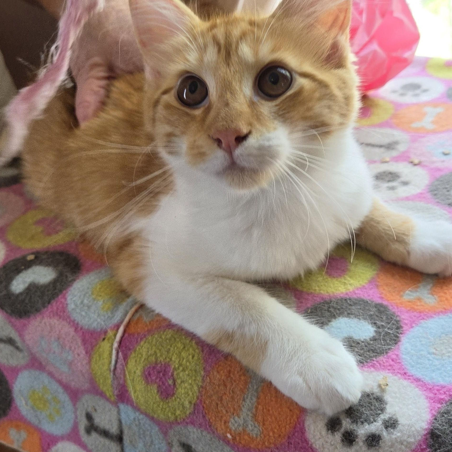 Ray, Adoptable, Kitten Male Domestic Medium Hair.