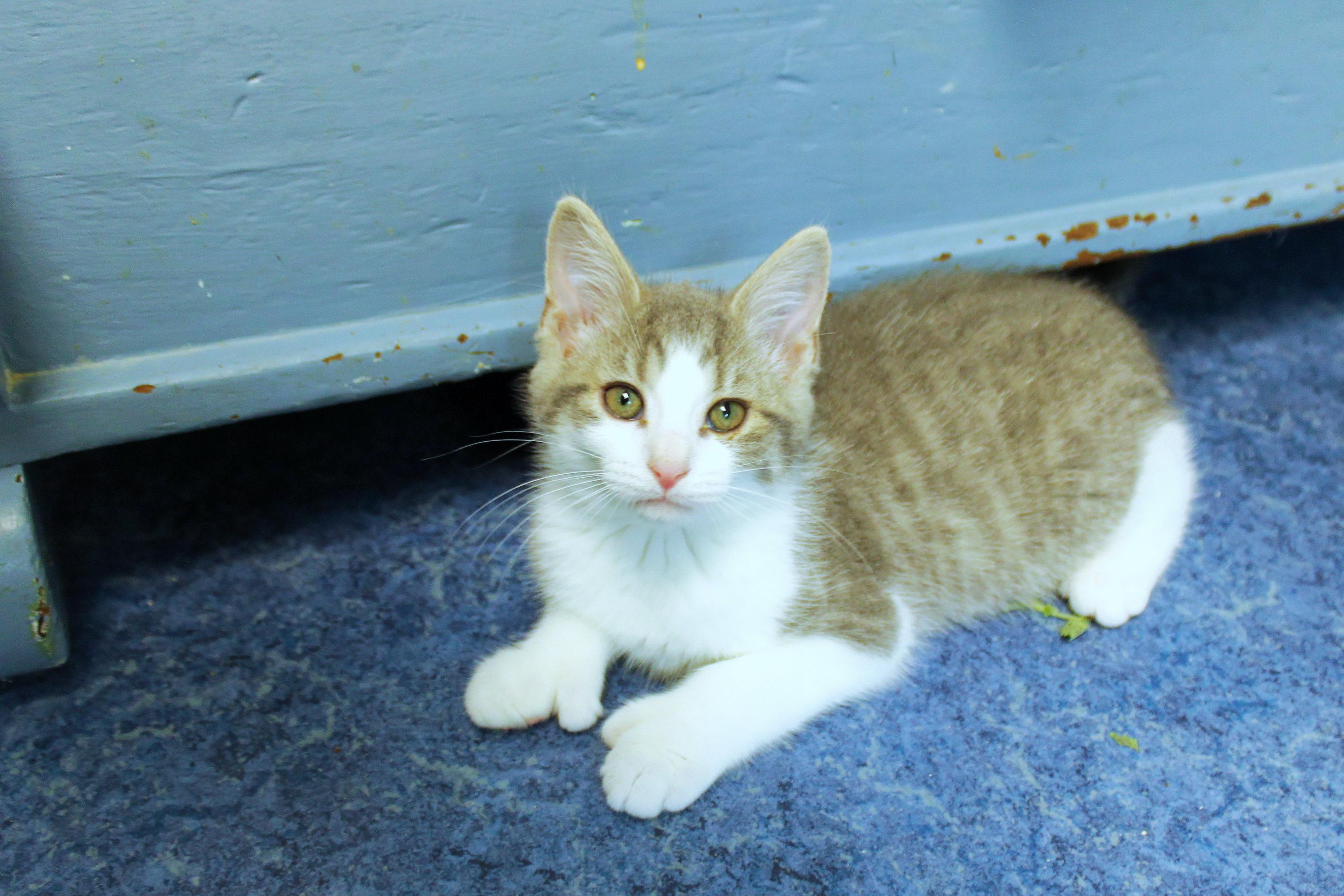Enlarge Johnny, a Adoptable American Shorthair in Urbana, OH image 3/6