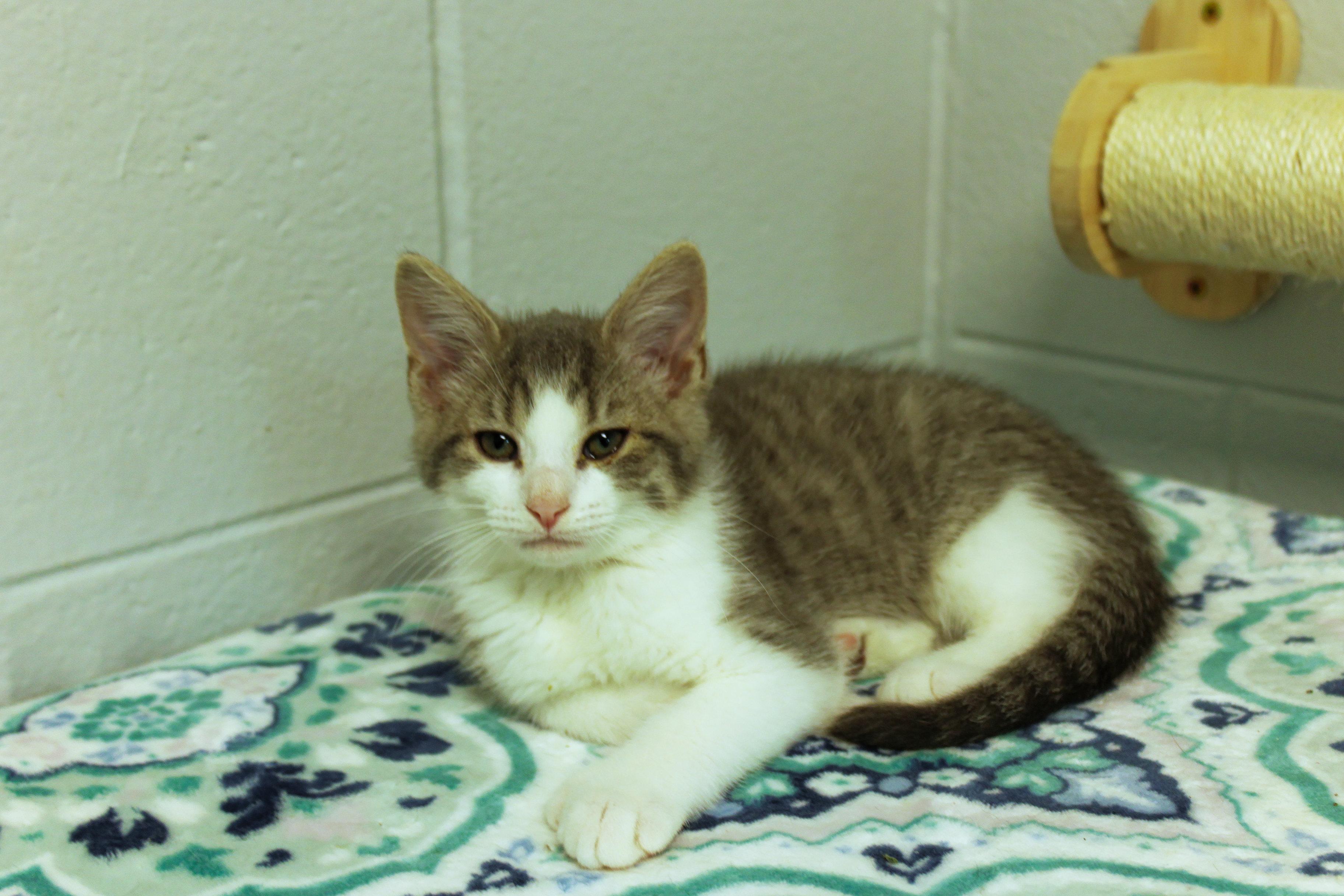 Enlarge Johnny, a Adoptable American Shorthair in Urbana, OH image 4/6
