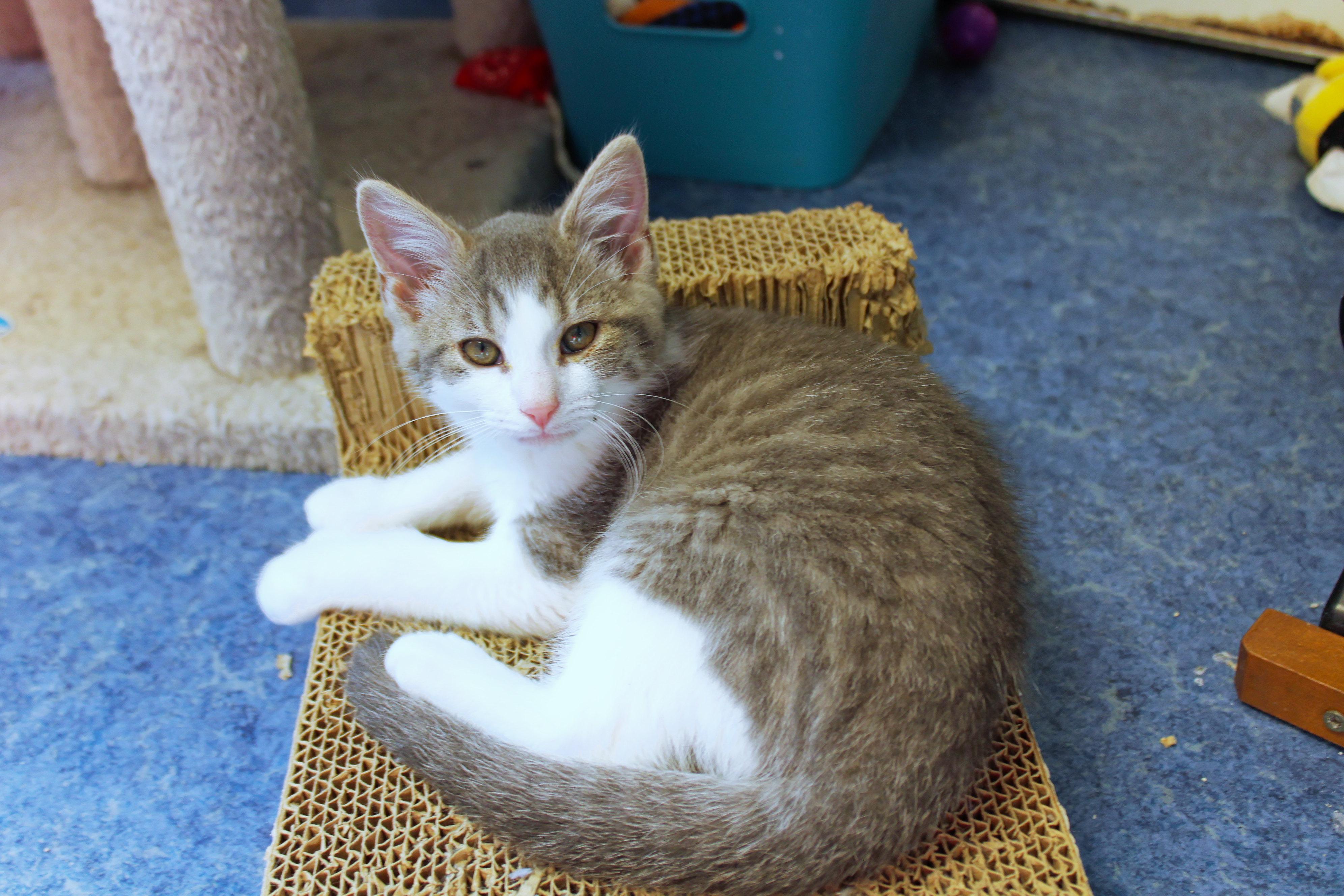 Enlarge Johnny, a Adoptable American Shorthair in Urbana, OH image 6/6