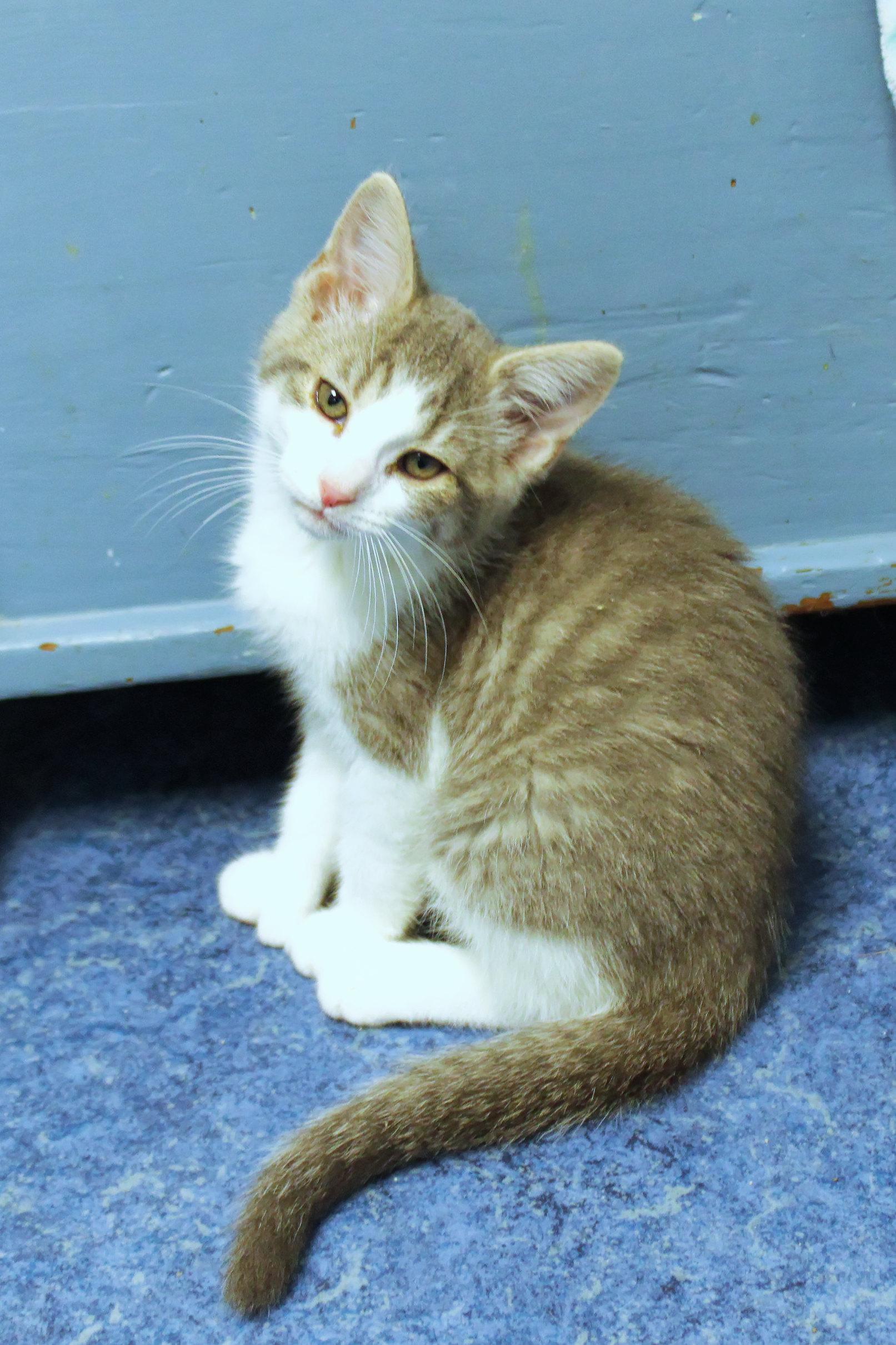 Enlarge Johnny, a Adoptable American Shorthair in Urbana, OH image 1/6