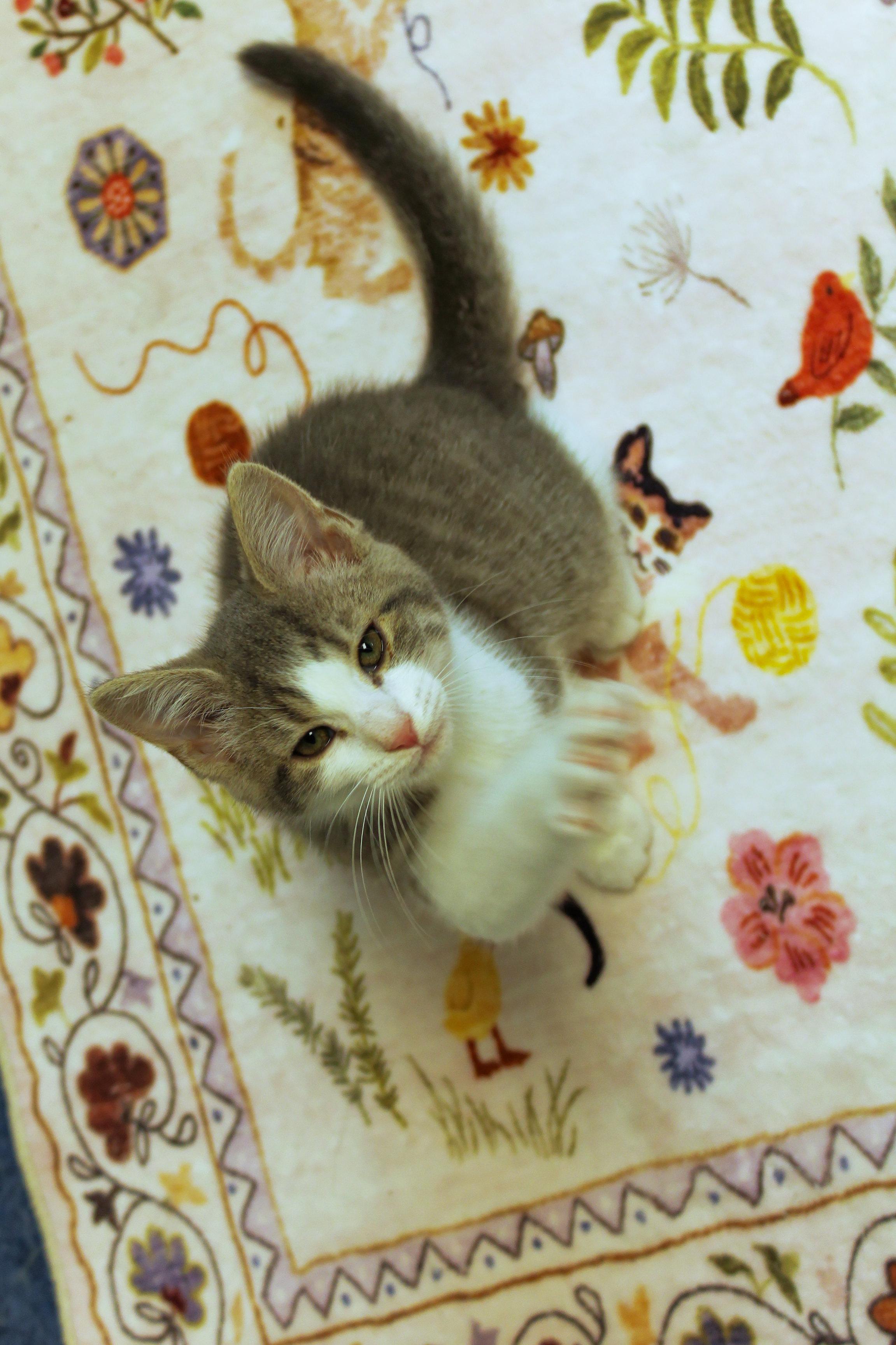 Enlarge Johnny, a Adoptable American Shorthair in Urbana, OH image 2/6