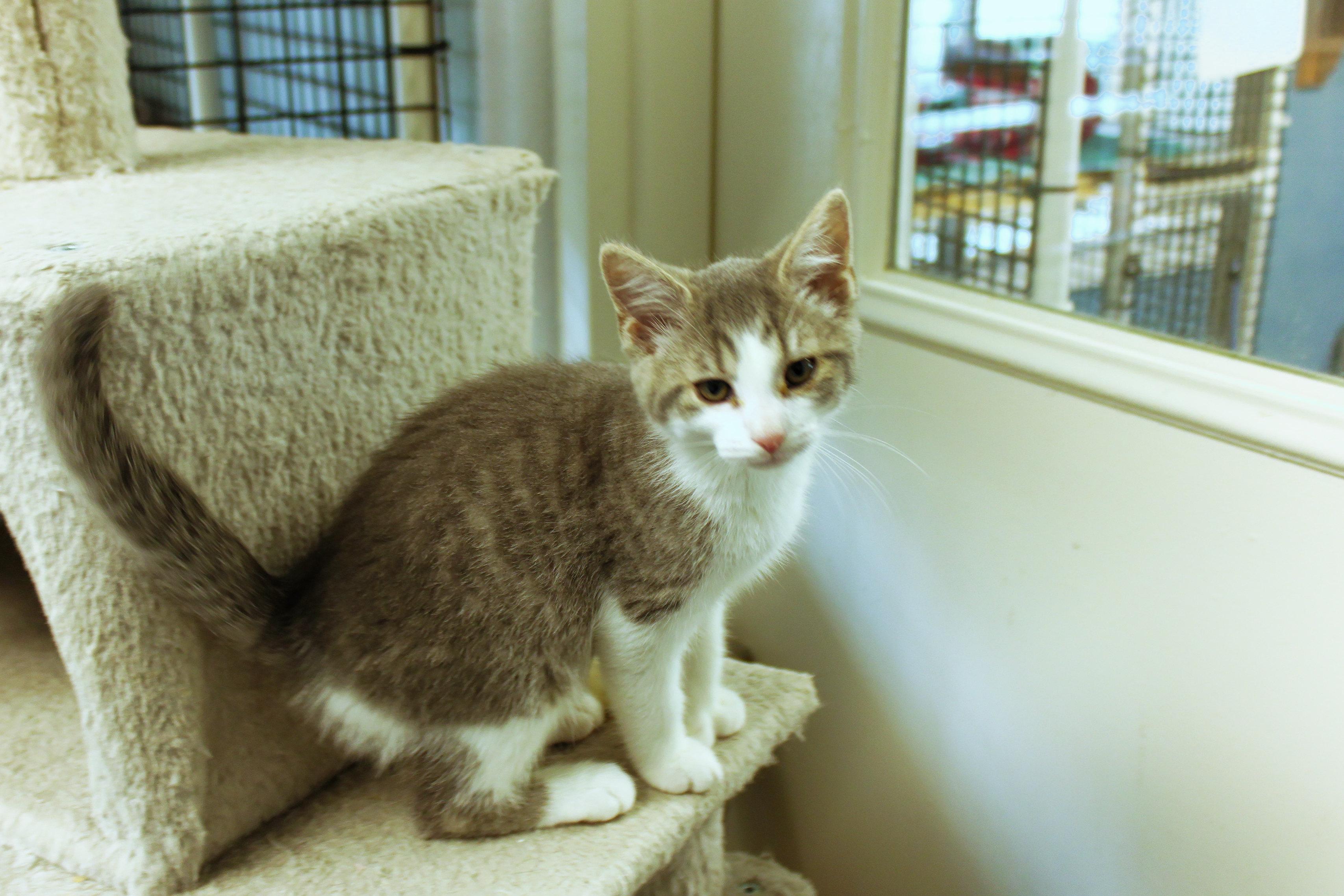 Enlarge Johnny, a Adoptable American Shorthair in Urbana, OH image 5/6