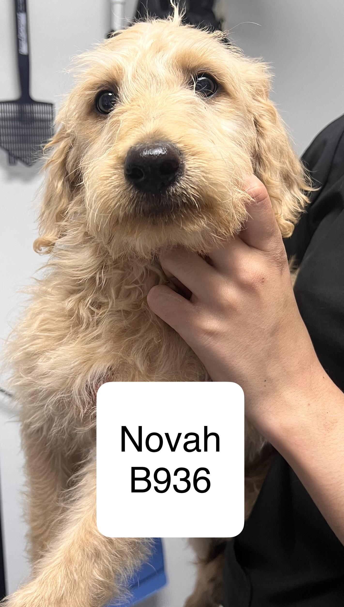 Novah, adopted, Puppy Female Labrador Retriever & Poodle.