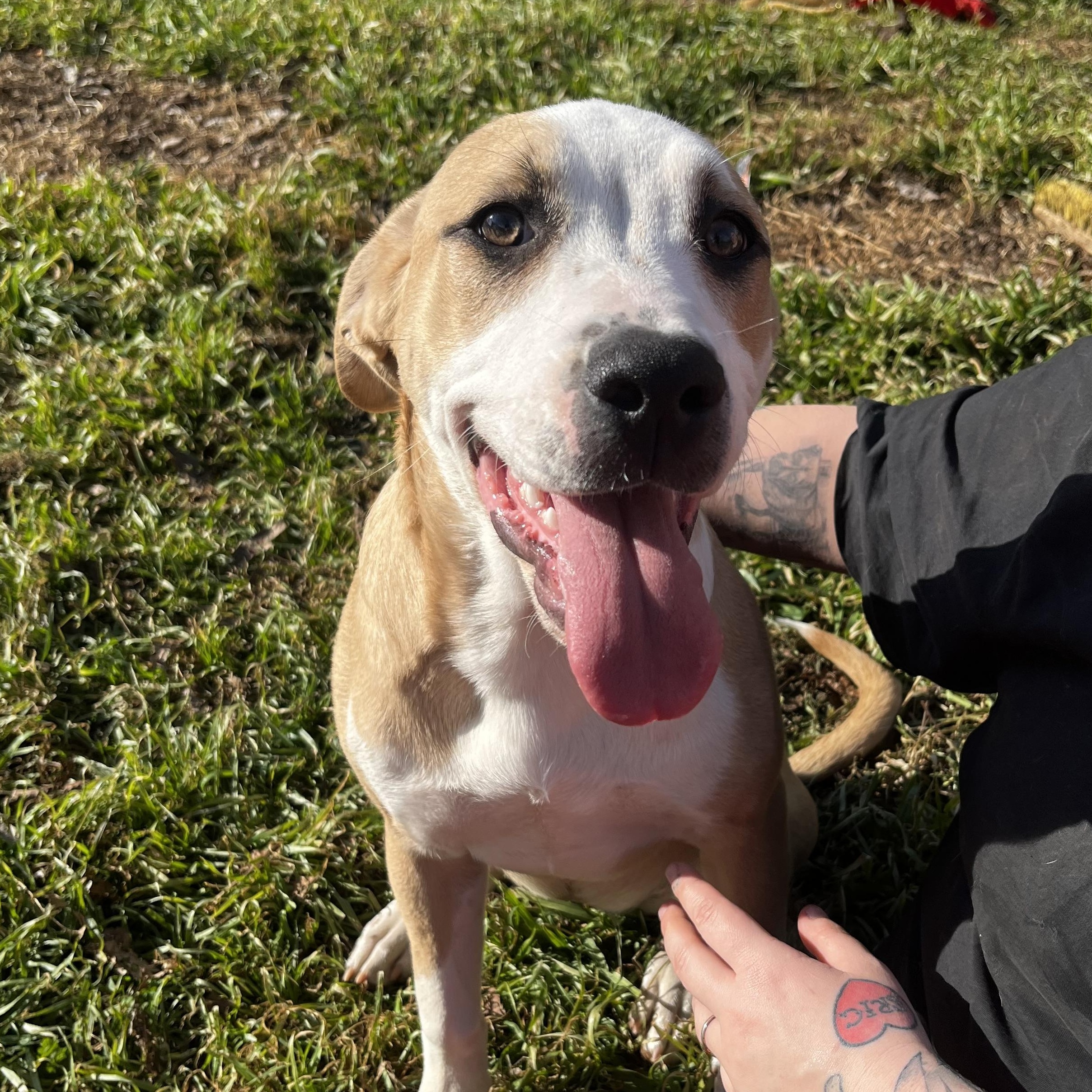 Enlarge Justice, a Adoptable mixed breed in Bolingbrook, IL image 1/5