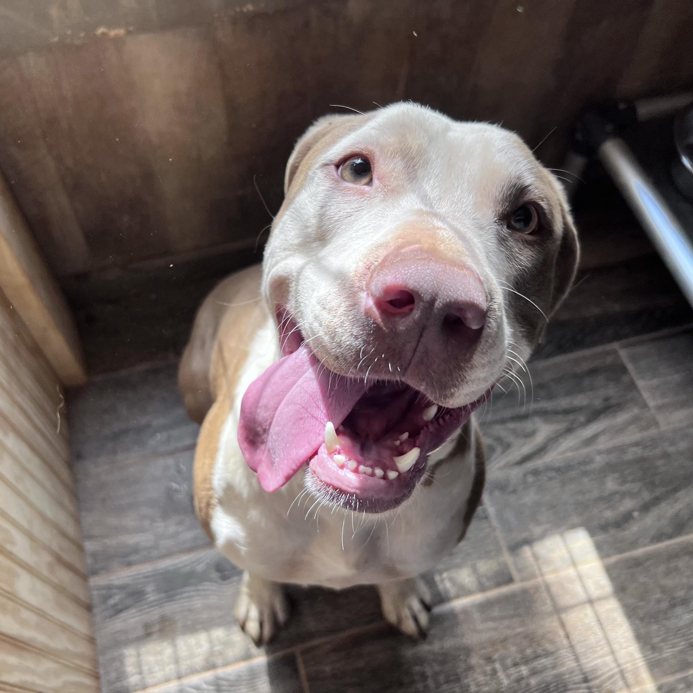 Enlarge Sage, a Adoptable Mixed Breed in Anderson , SC image 4/6