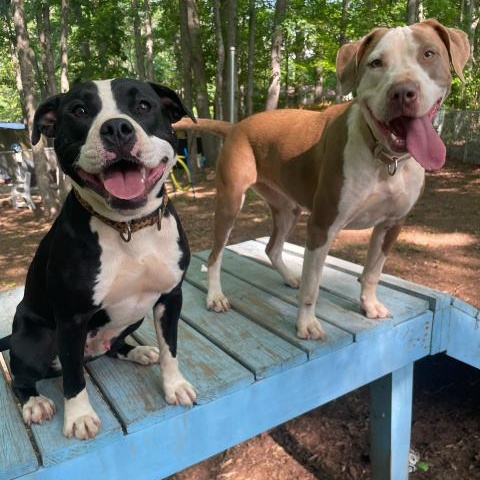 Enlarge Sage, a Adoptable Mixed Breed in Anderson , SC image 2/6