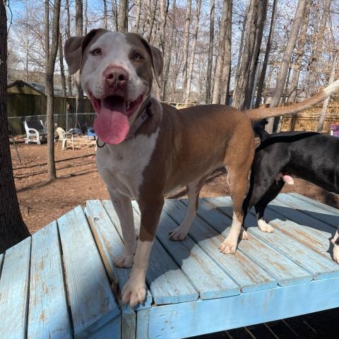 Enlarge Sage, a Adoptable Mixed Breed in Anderson , SC image 1/6