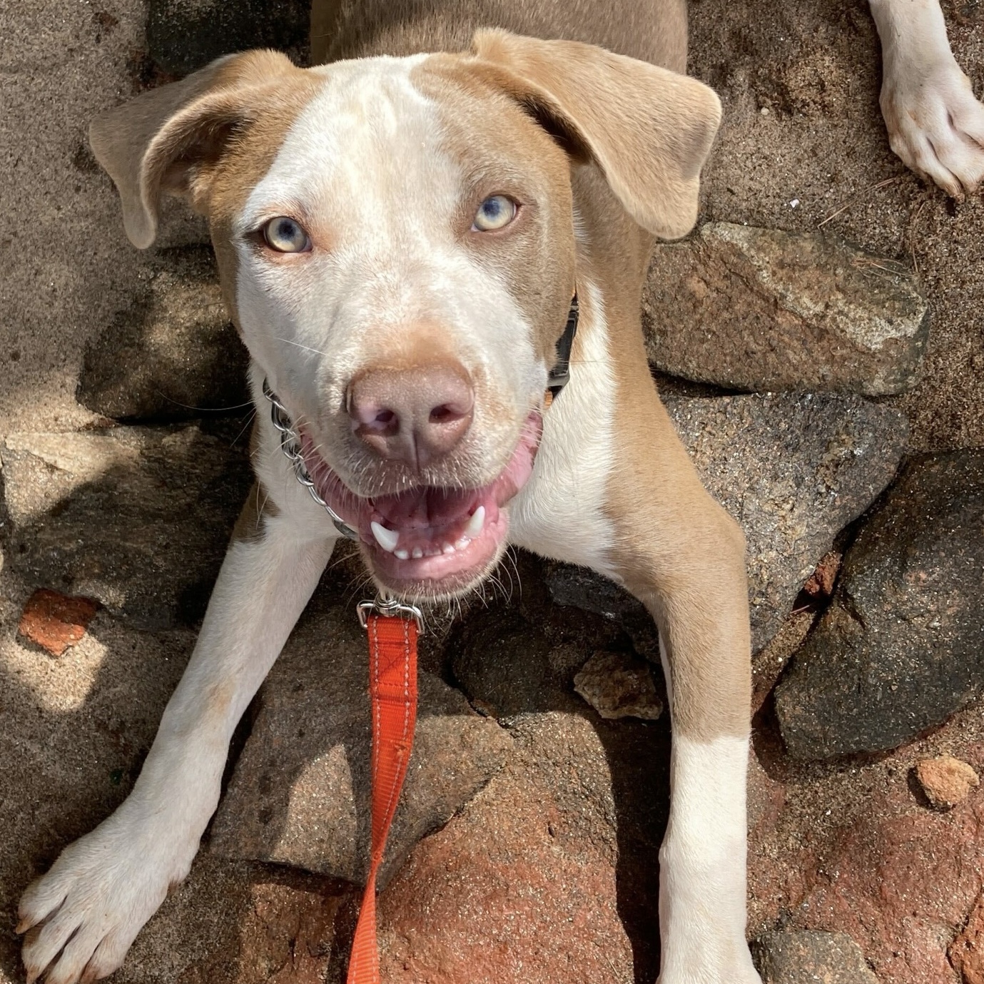 Enlarge Sage, a Adoptable Mixed Breed in Anderson , SC image 3/6