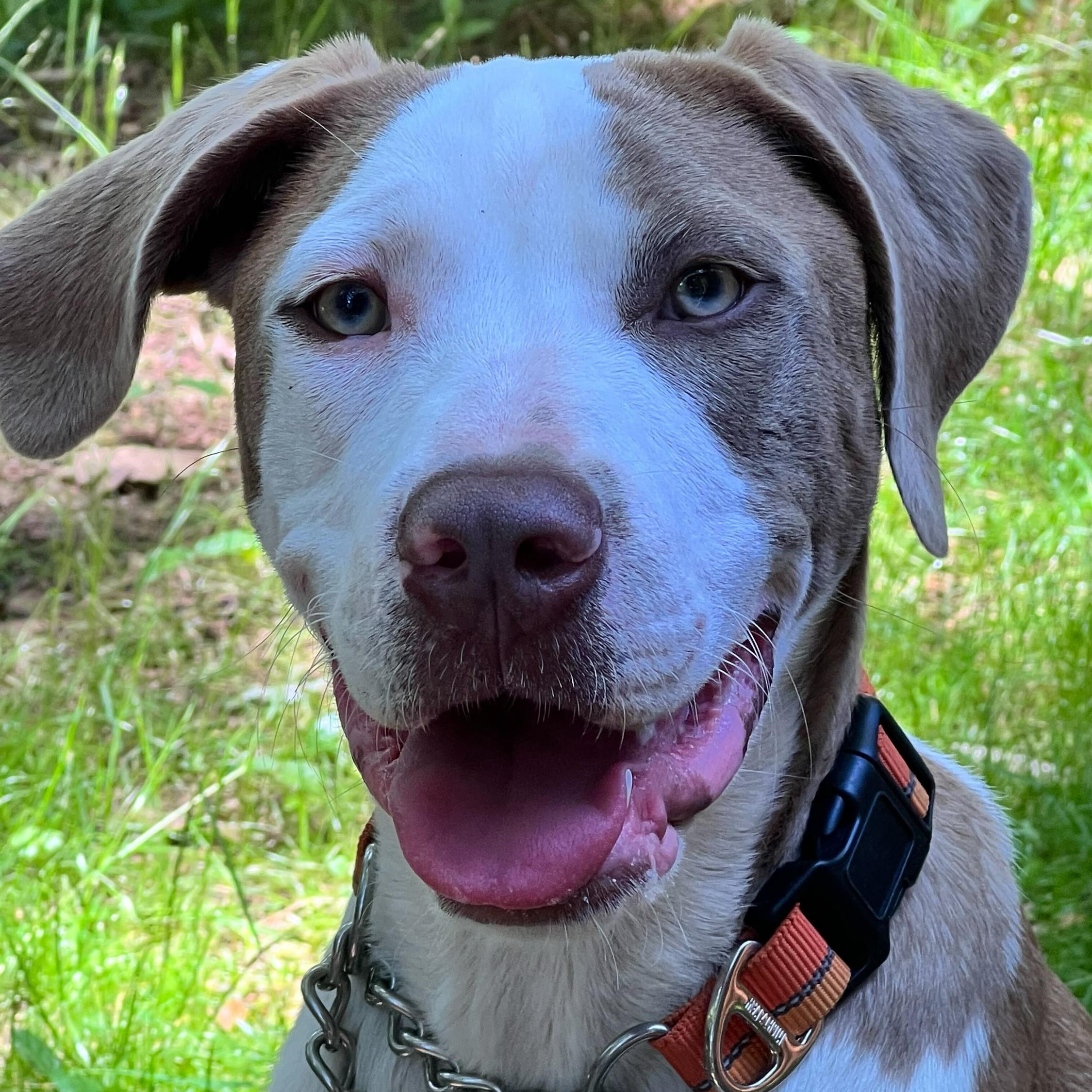 Enlarge Sage, a Adoptable Mixed Breed in Anderson , SC image 6/6