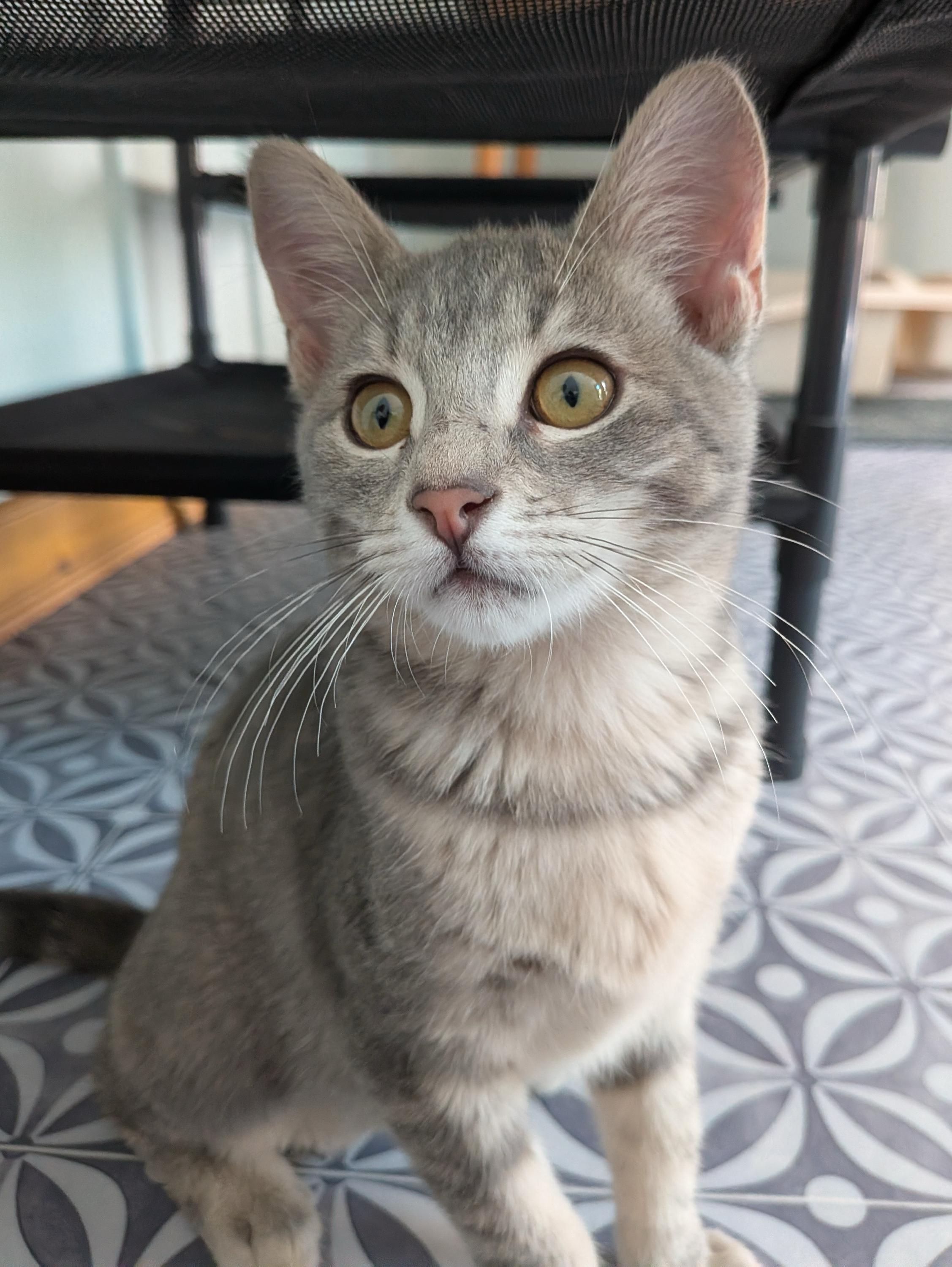 Enlarge Wrenn and Karn, an adopted Domestic Short Hair in Seattle, WA image 6/6