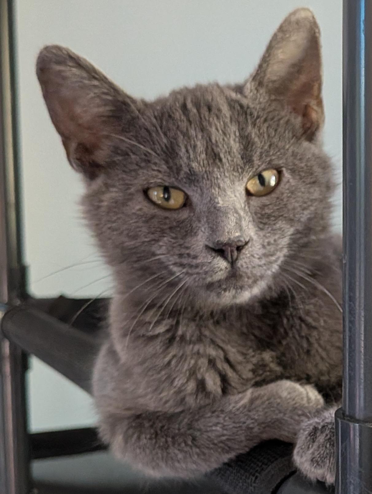 Enlarge Wrenn and Karn, an adopted Domestic Short Hair in Seattle, WA image 1/6