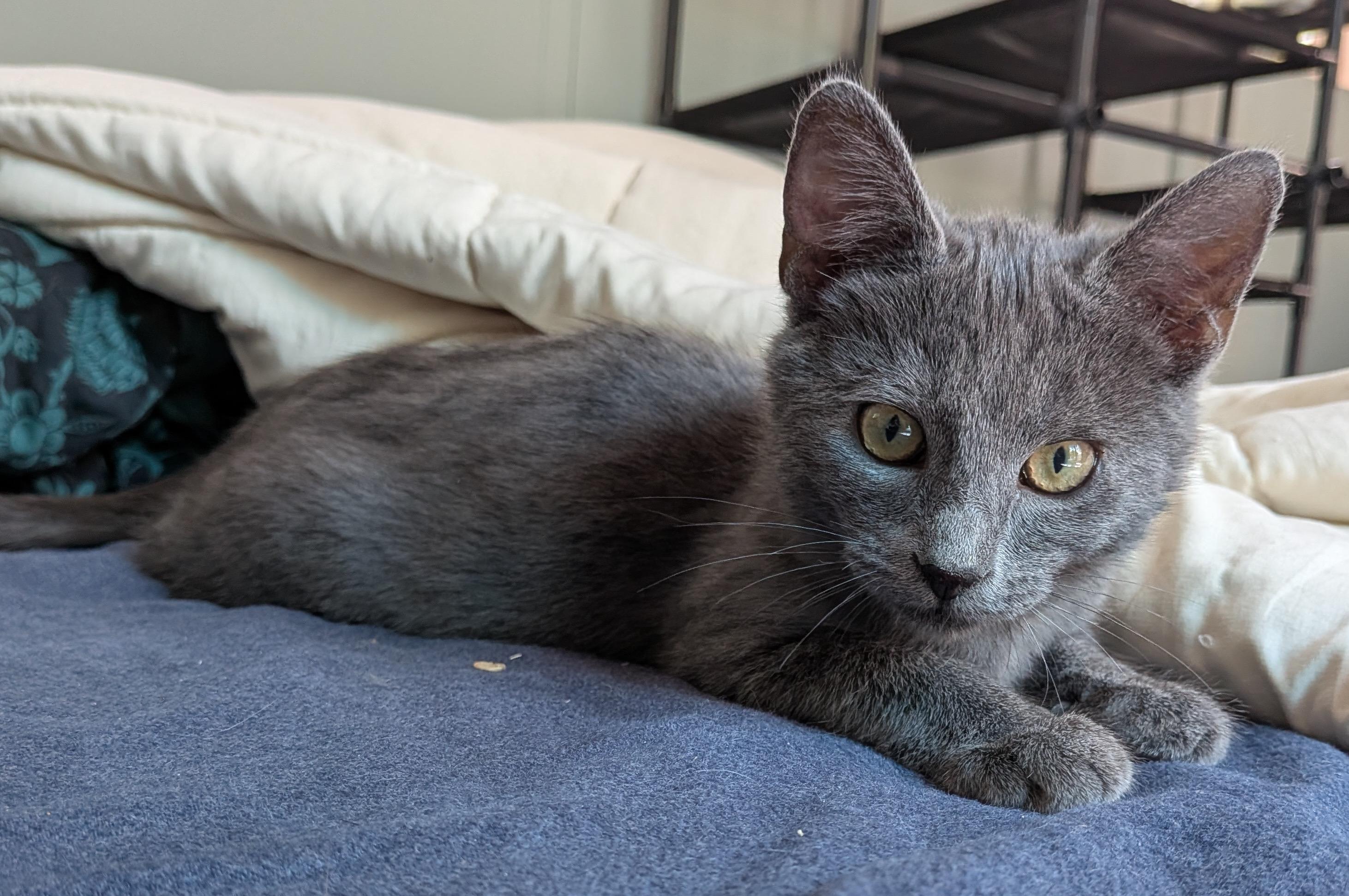 Enlarge Wrenn and Karn, an adopted Domestic Short Hair in Seattle, WA image 5/6