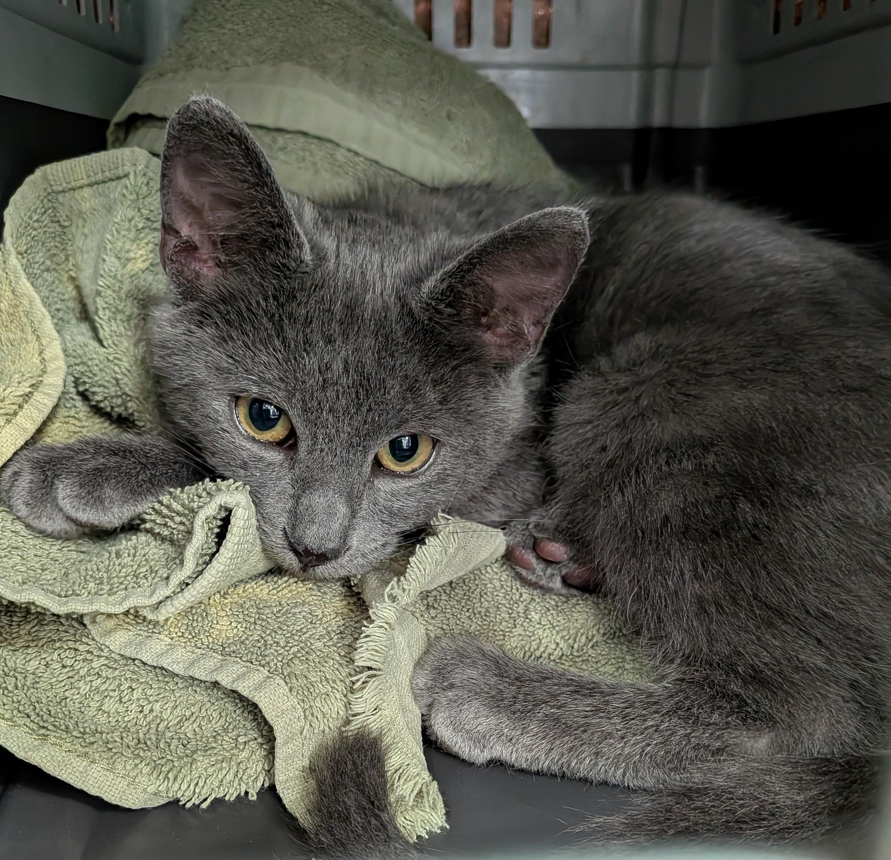 Enlarge Wrenn and Karn, an adopted Domestic Short Hair in Seattle, WA image 3/6