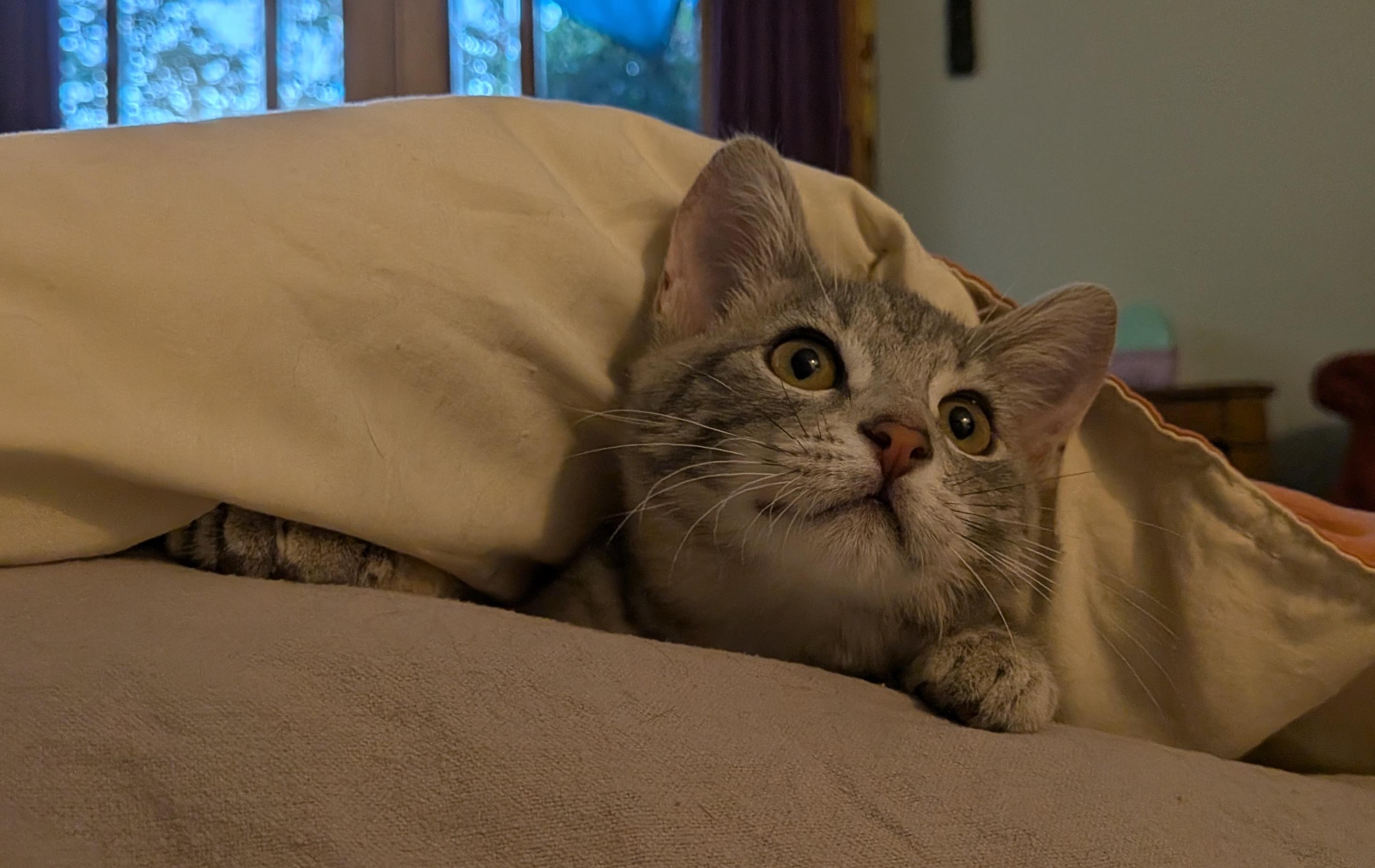 Enlarge Wrenn and Karn, an adopted Domestic Short Hair in Seattle, WA image 2/6