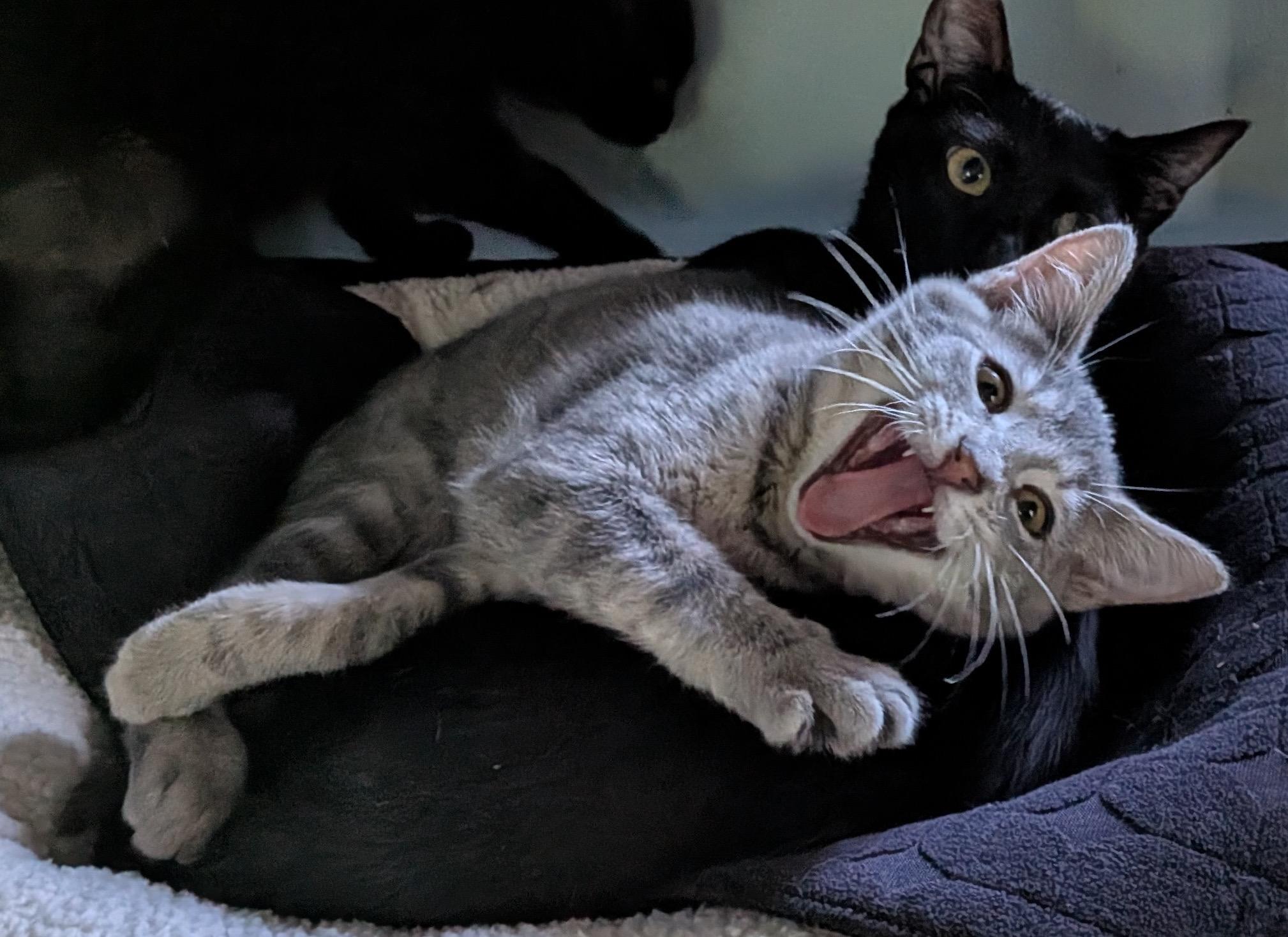 Enlarge Wrenn and Karn, an adopted Domestic Short Hair in Seattle, WA image 4/6