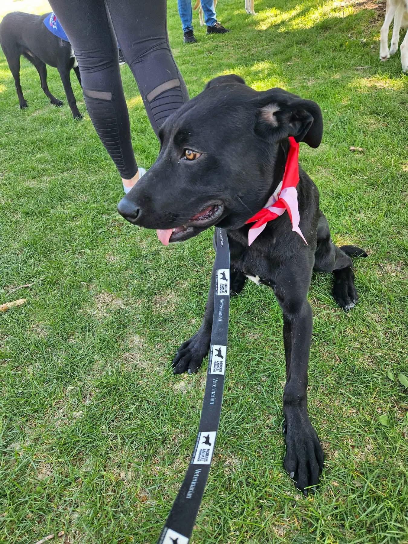 Enlarge Peyton TX, a Adoptable mixed breed in Thornton, CO image 6/6