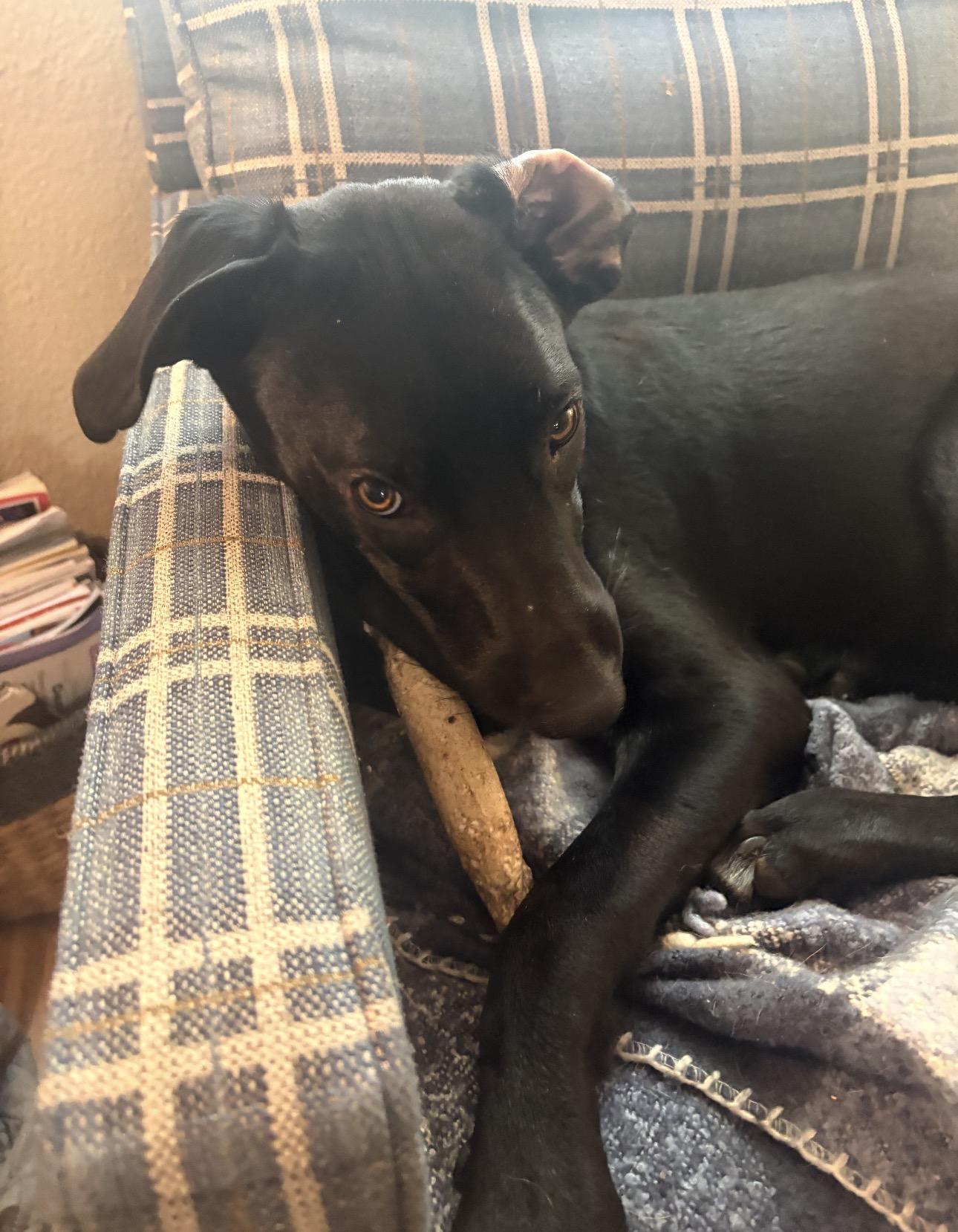 Enlarge Peyton TX, a Adoptable mixed breed in Thornton, CO image 3/6