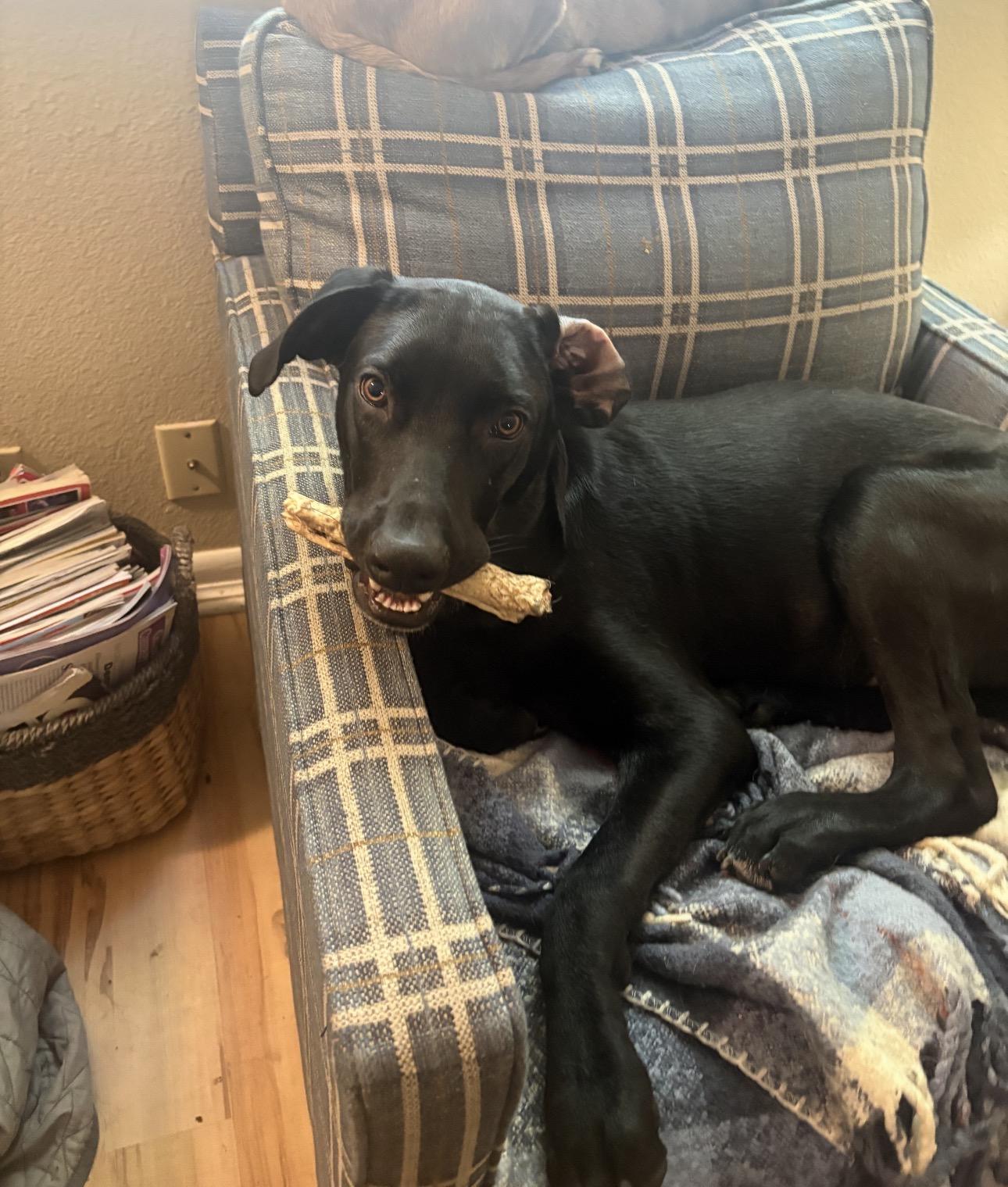 Peyton TX, Adoptable, Puppy Female Black Labrador Retriever.