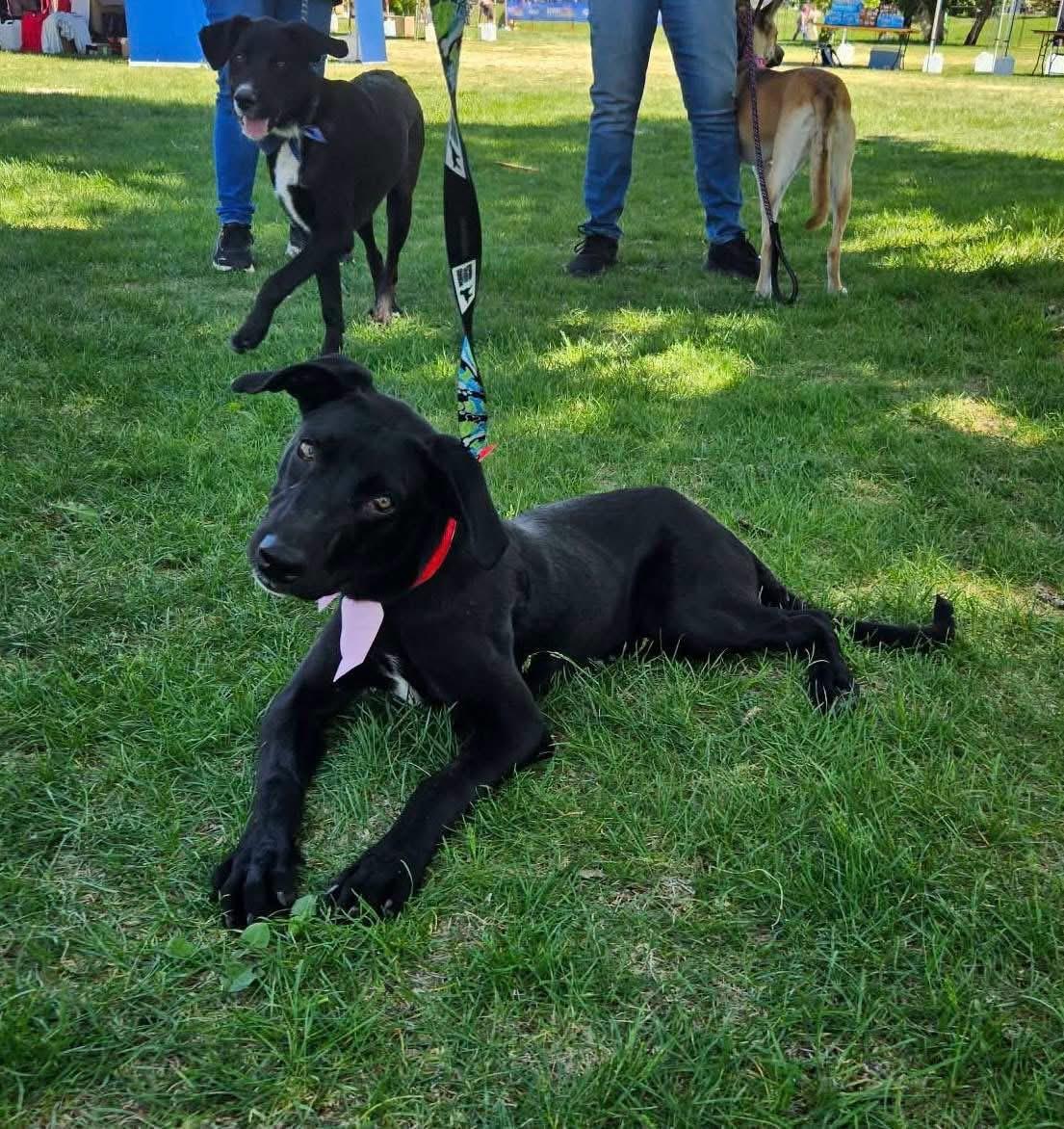 Enlarge Peyton TX, a Adoptable mixed breed in Thornton, CO image 2/6