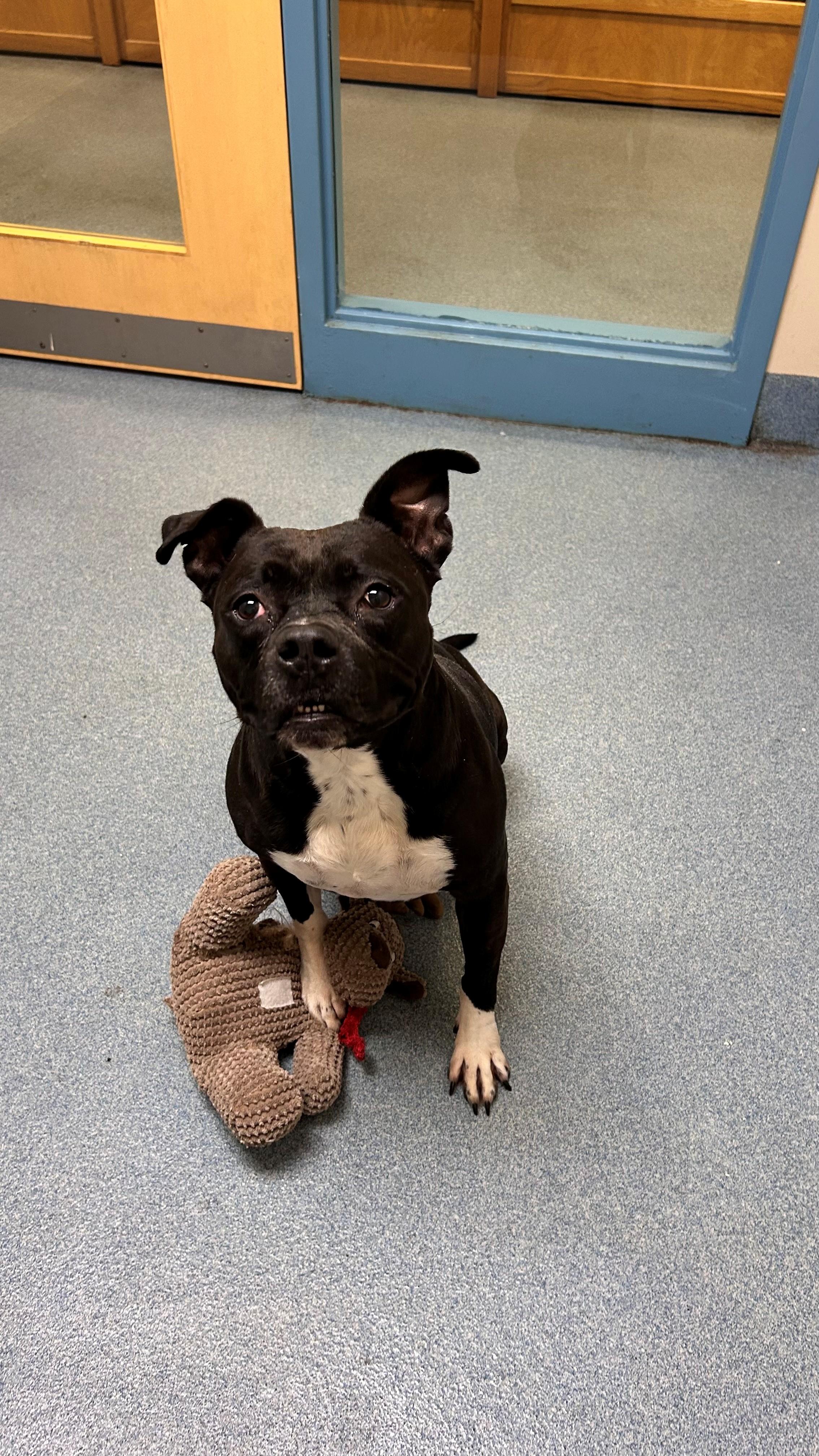 Remy , ADOPTABLE, Senior Female Pit Bull Terrier.