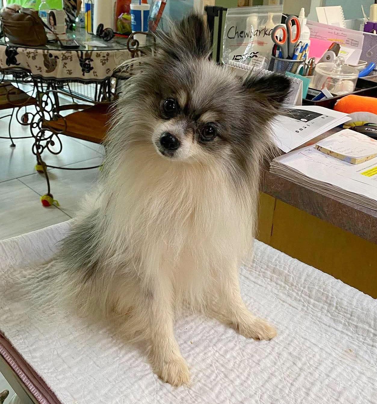 Enlarge Mamoa (NOT YET AVAILABLE), a Adoptable Pomeranian in Benton, LA image 1/1