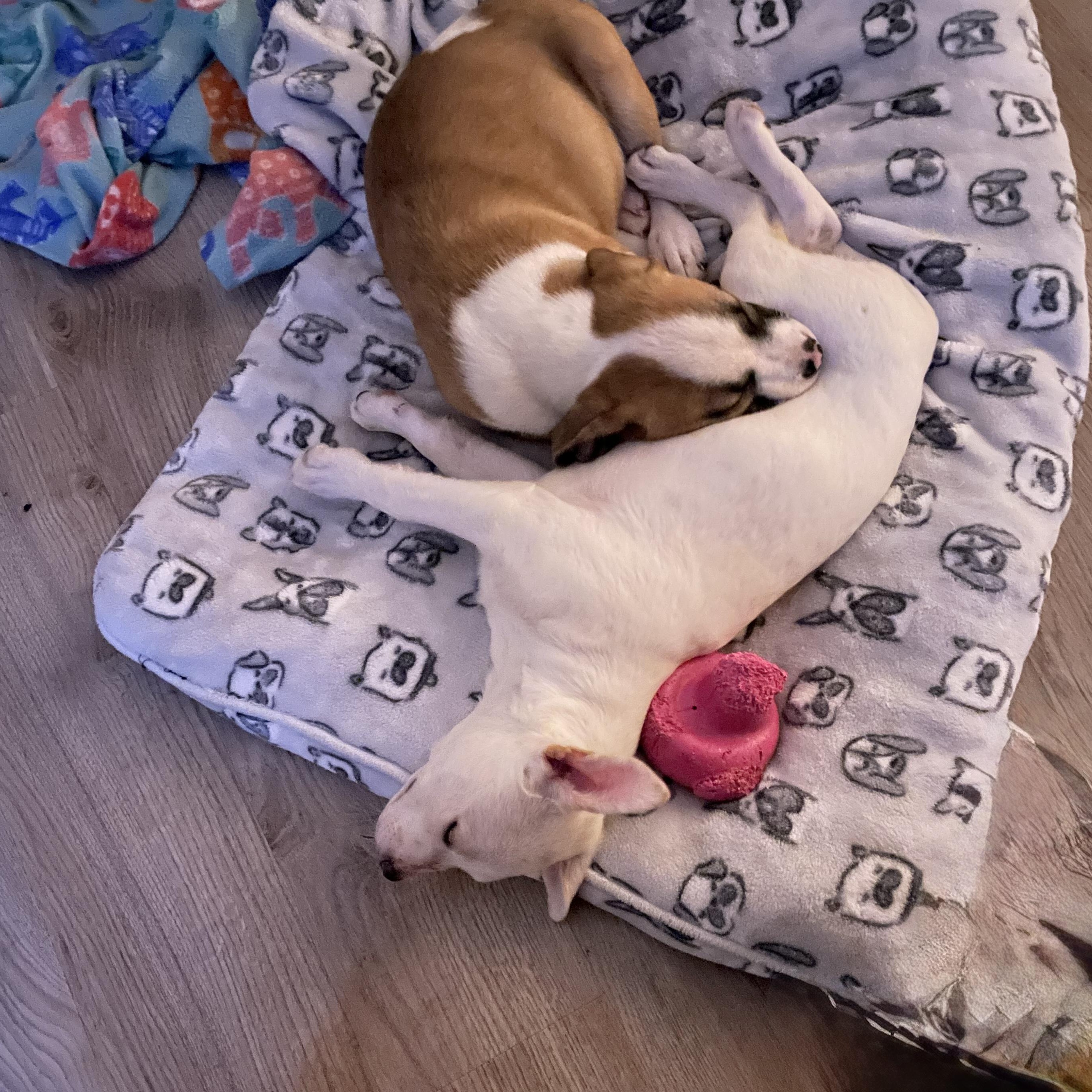 Enlarge Natalia and Hewitt, a ADOPTABLE mixed breed in West Hartford , CT image 4/6