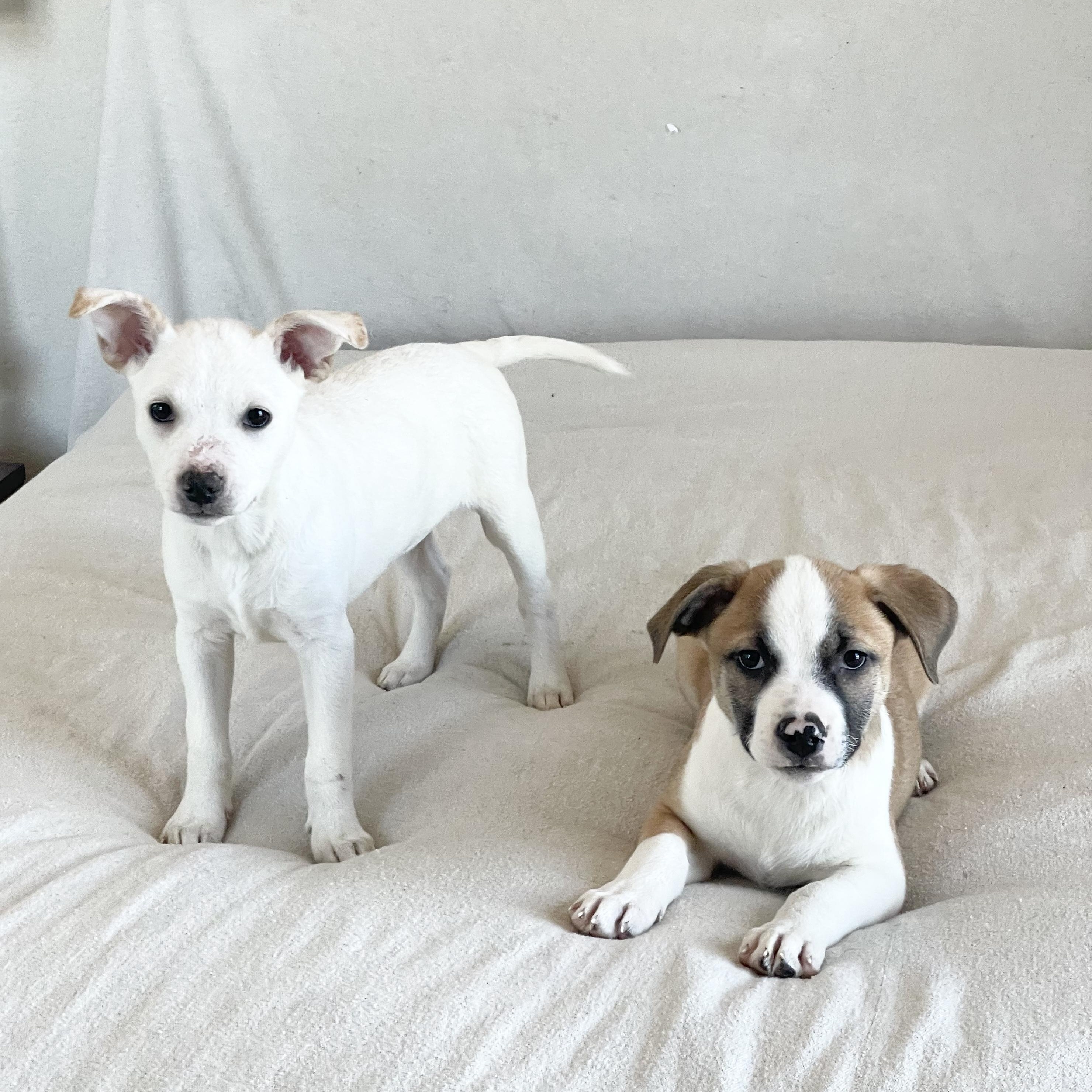 Enlarge Natalia and Hewitt, a ADOPTABLE mixed breed in West Hartford , CT image 3/6