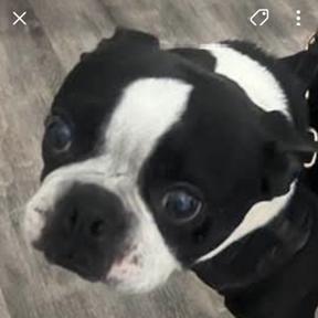 TUCKER, Adoptable, Senior Male Boston Terrier.