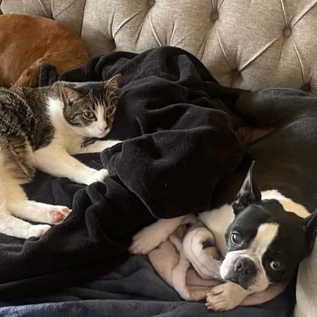 Enlarge TUCKER, a Adoptable Boston Terrier in Decatur, AL image 2/4