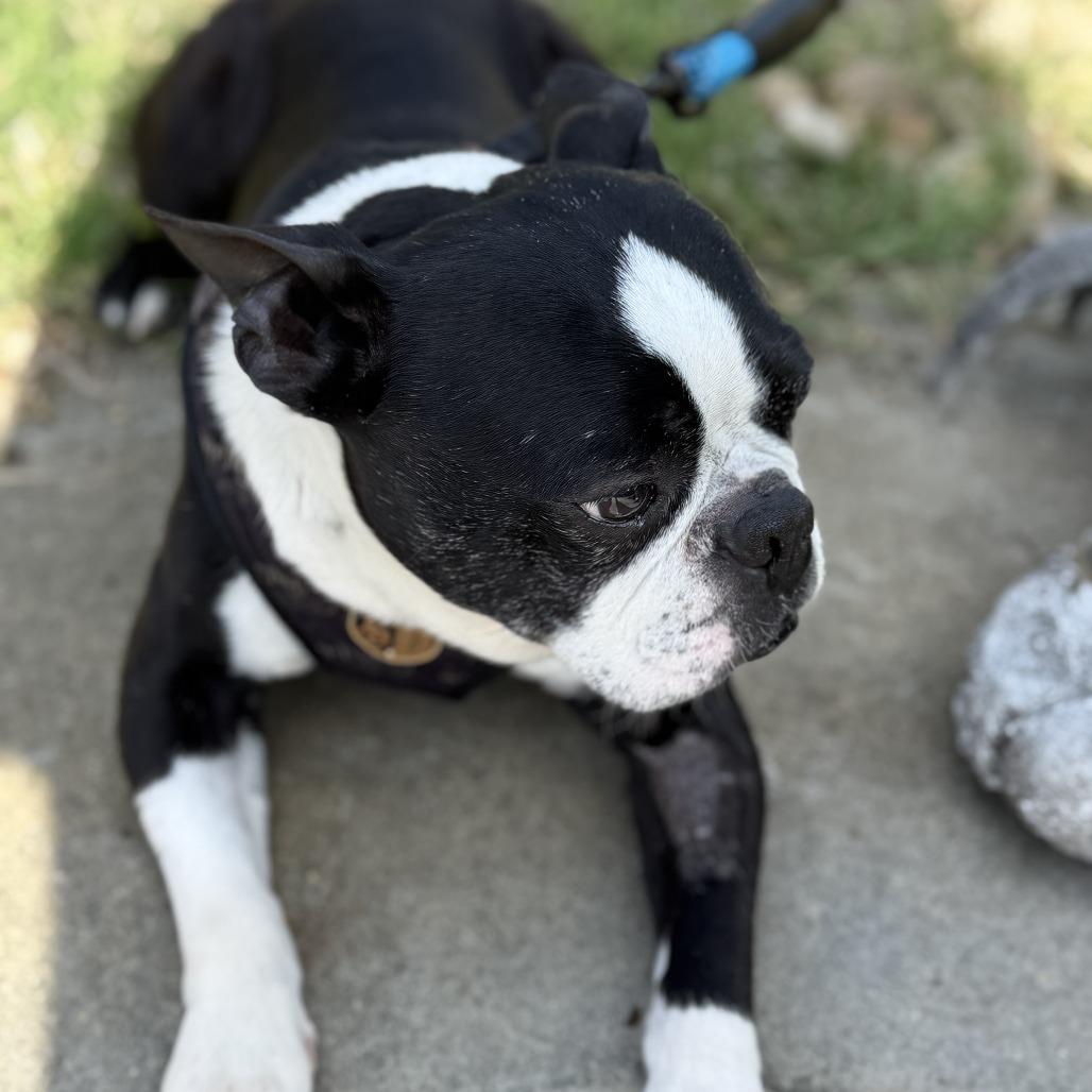Enlarge TUCKER, a Adoptable Boston Terrier in Decatur, AL image 3/4