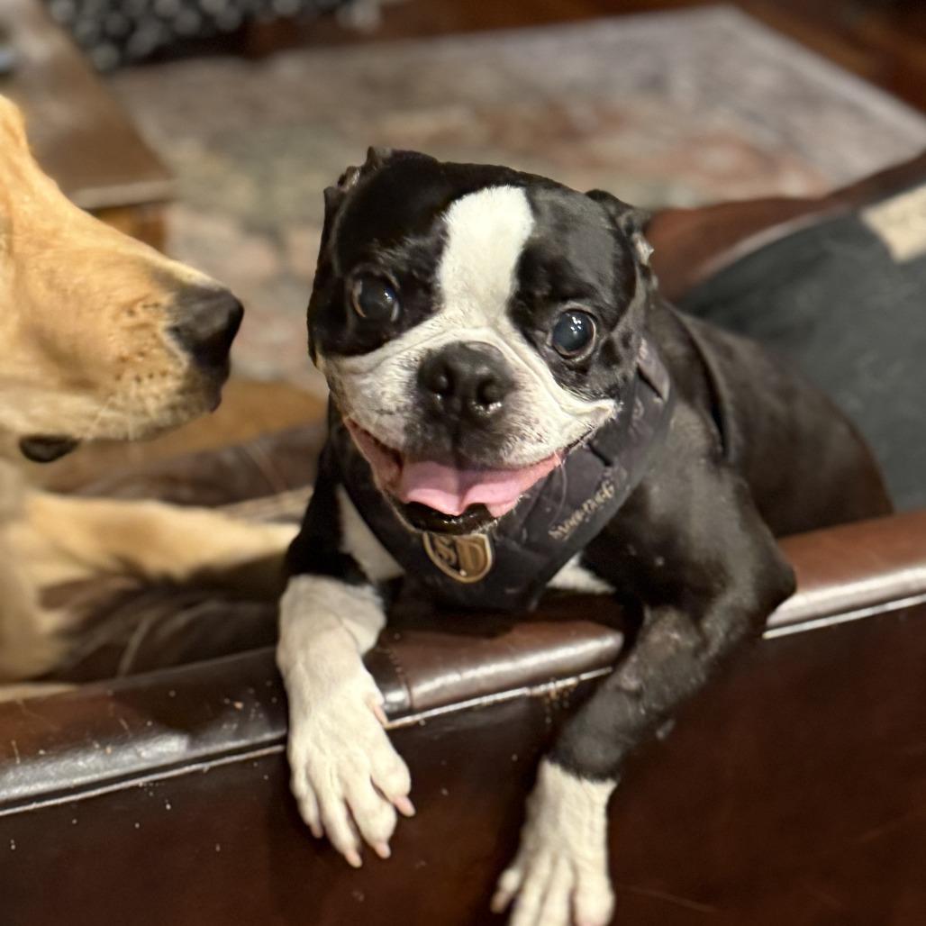 Enlarge TUCKER, a Adoptable Boston Terrier in Decatur, AL image 4/4