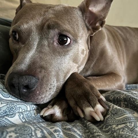 River - Lovebug looking for a FOSTER or FOREVER Home!