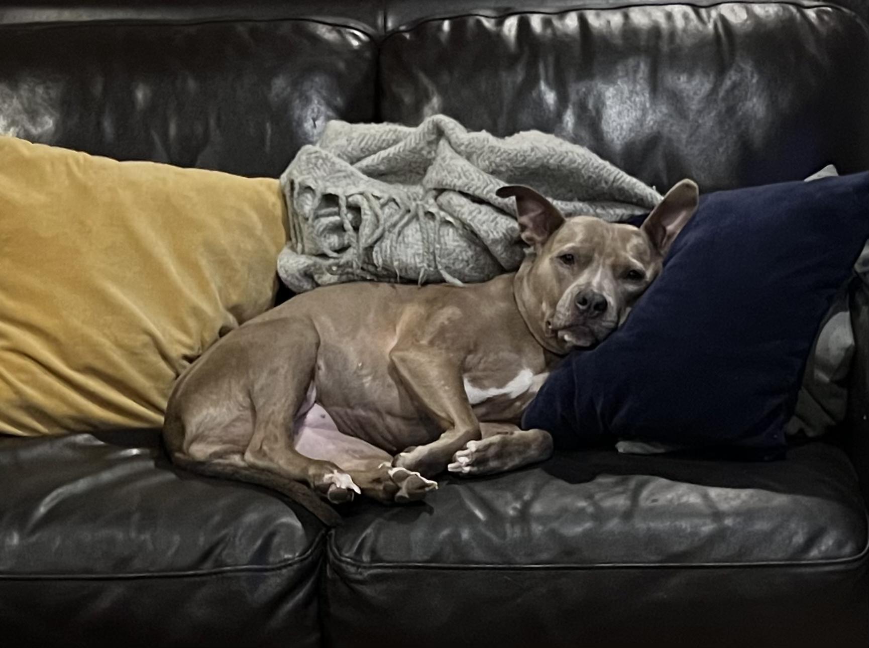 River - Lovebug looking for a FOSTER or FOREVER Home!