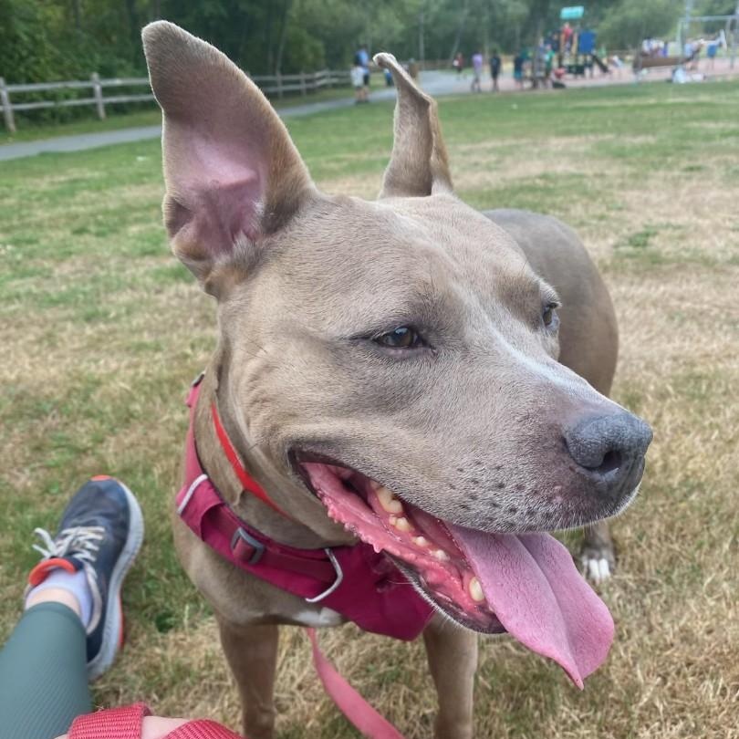 River - Lovebug looking for a FOSTER or FOREVER Home!