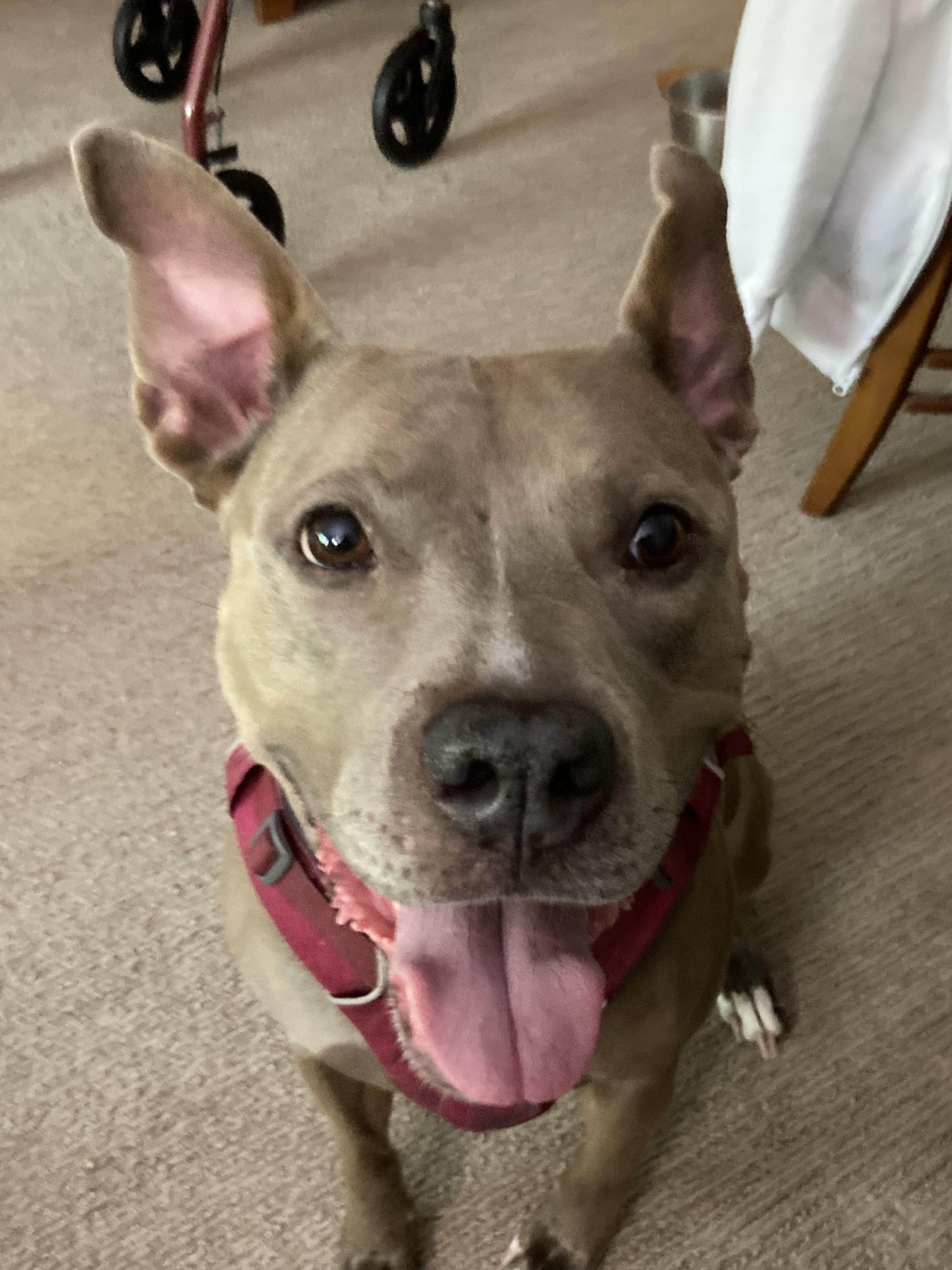 River - Lovebug looking for a FOSTER or FOREVER Home!