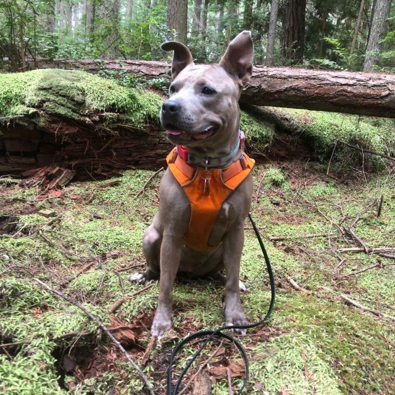 River - Lovebug looking for a FOSTER or FOREVER Home!