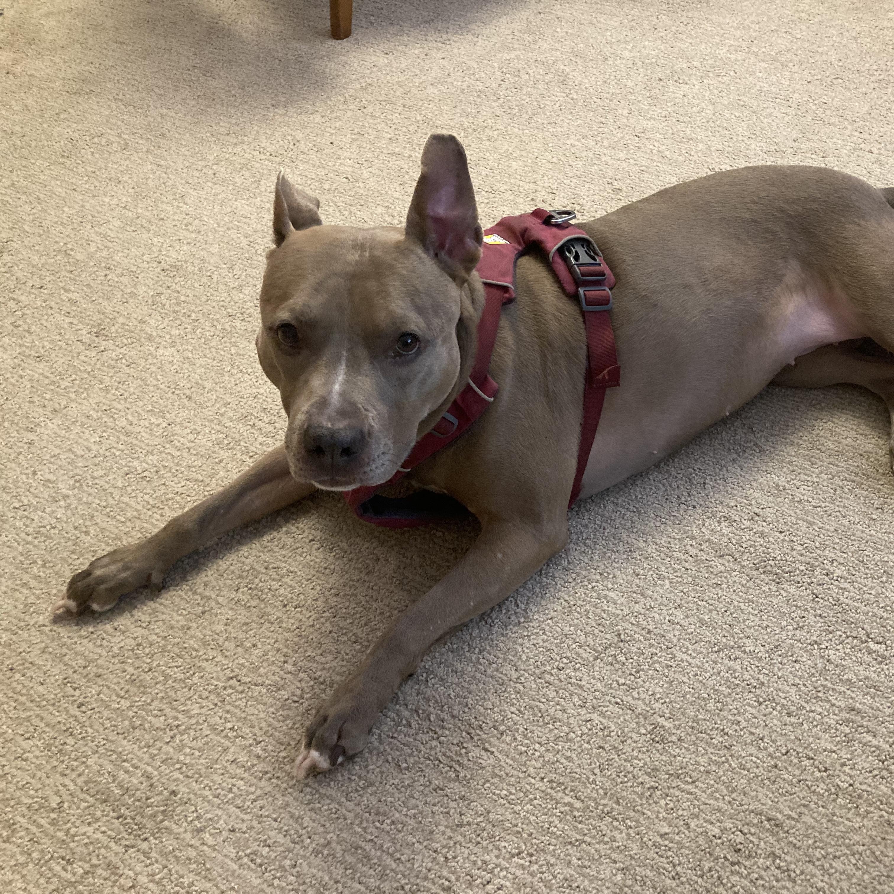 River - Lovebug looking for a FOSTER or FOREVER Home!