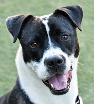 Flint, Adoptable, Adult Male Pit Bull Terrier & Mixed Breed.