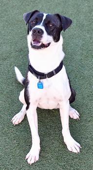 Enlarge Flint, a Adoptable mixed breed in Cleveland, OH image 2/3