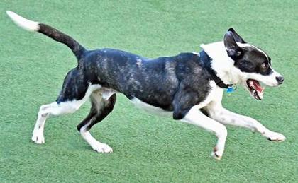 Enlarge Flint, a Adoptable mixed breed in Cleveland, OH image 3/3