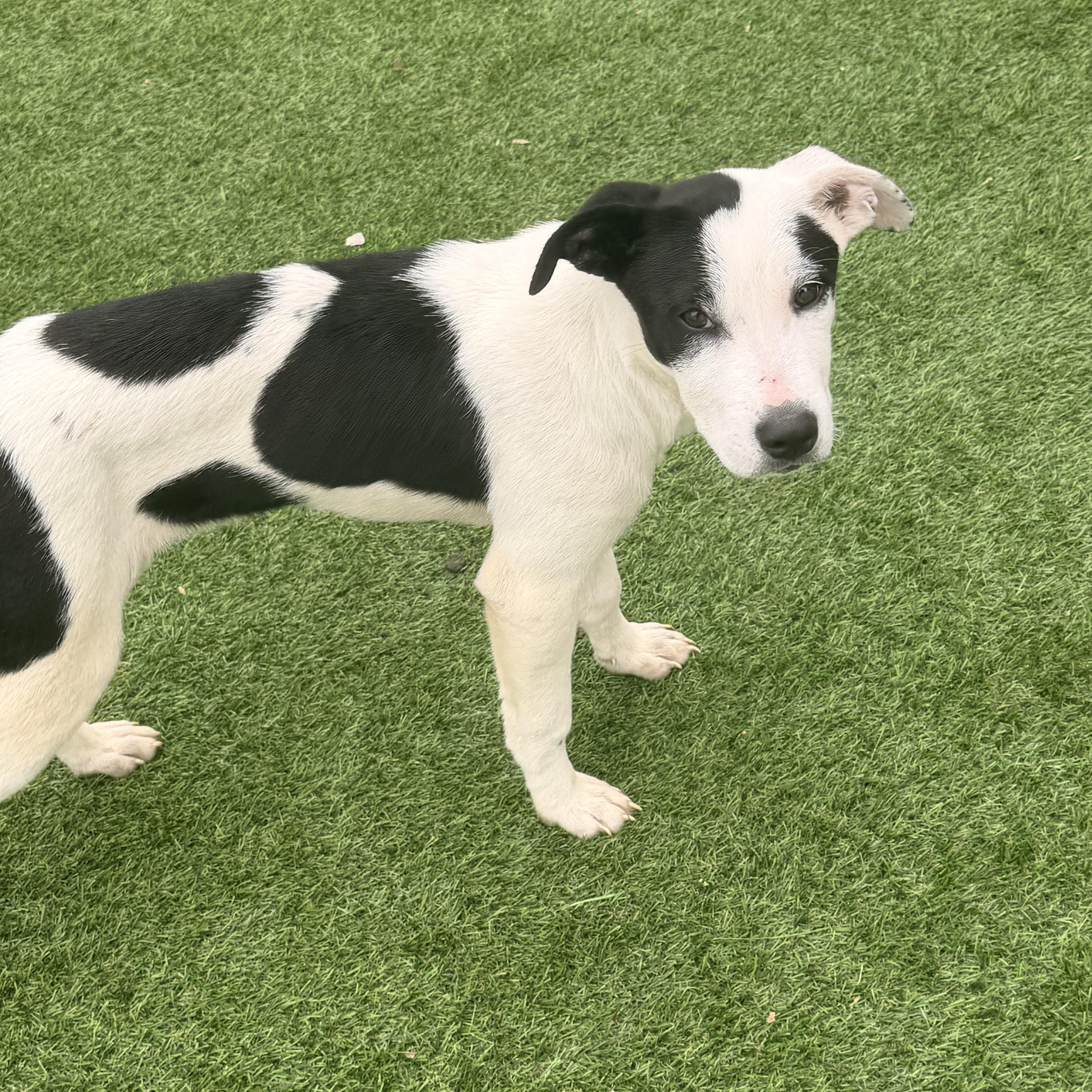 Enlarge Anna , a ADOPTABLE mixed breed in Wilmington, IL image 1/3