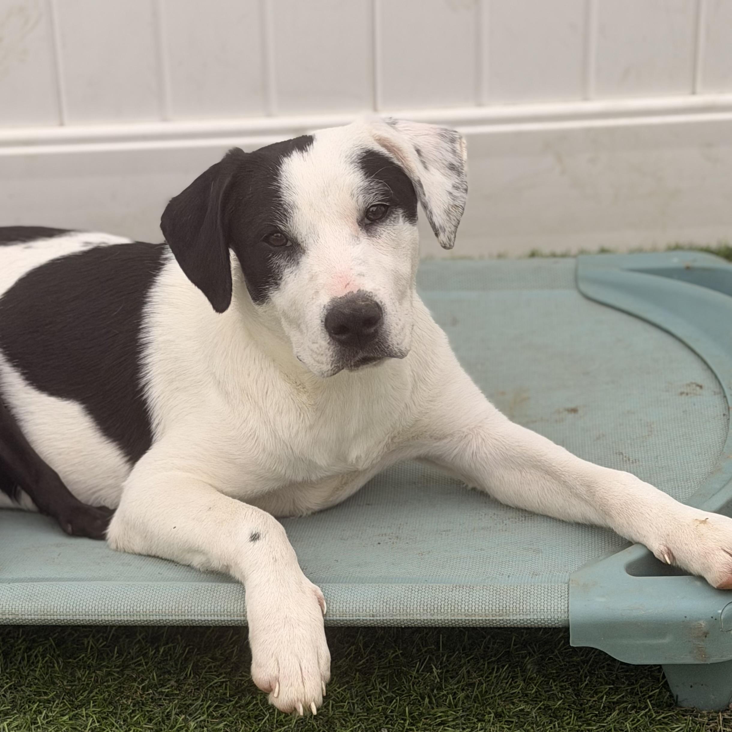 Enlarge Anna , a ADOPTABLE mixed breed in Wilmington, IL image 3/4