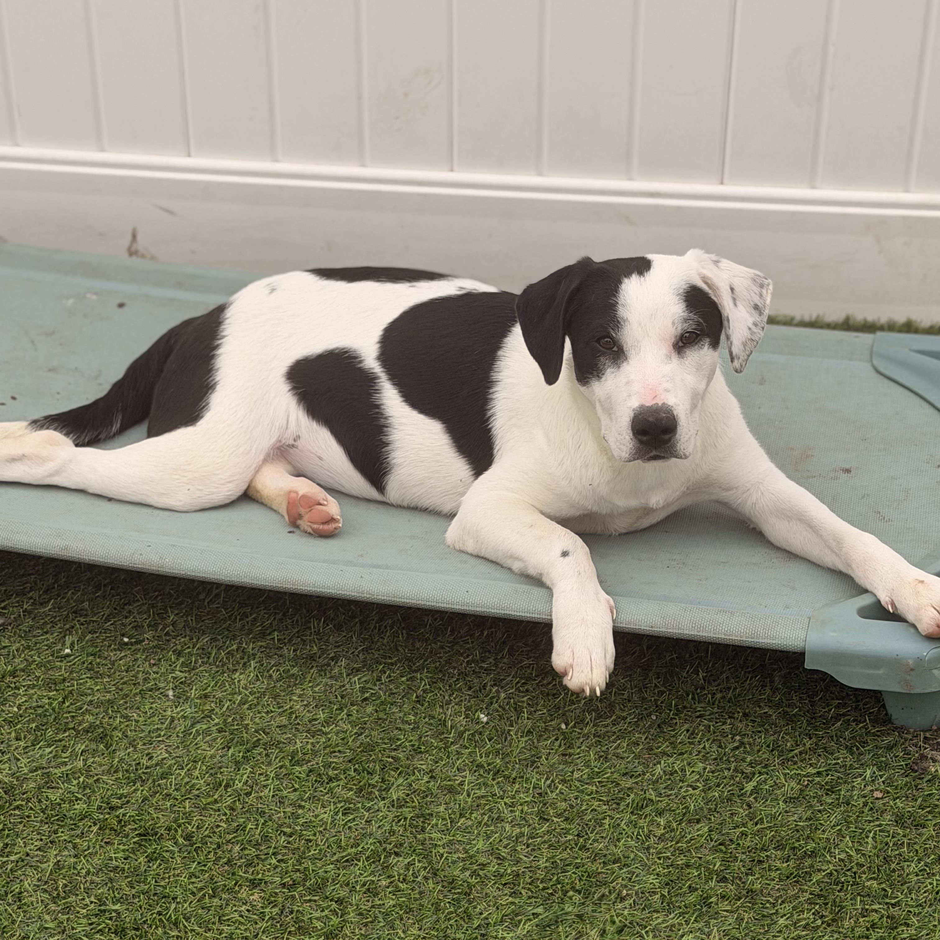 Enlarge Anna , a ADOPTABLE mixed breed in Wilmington, IL image 4/4