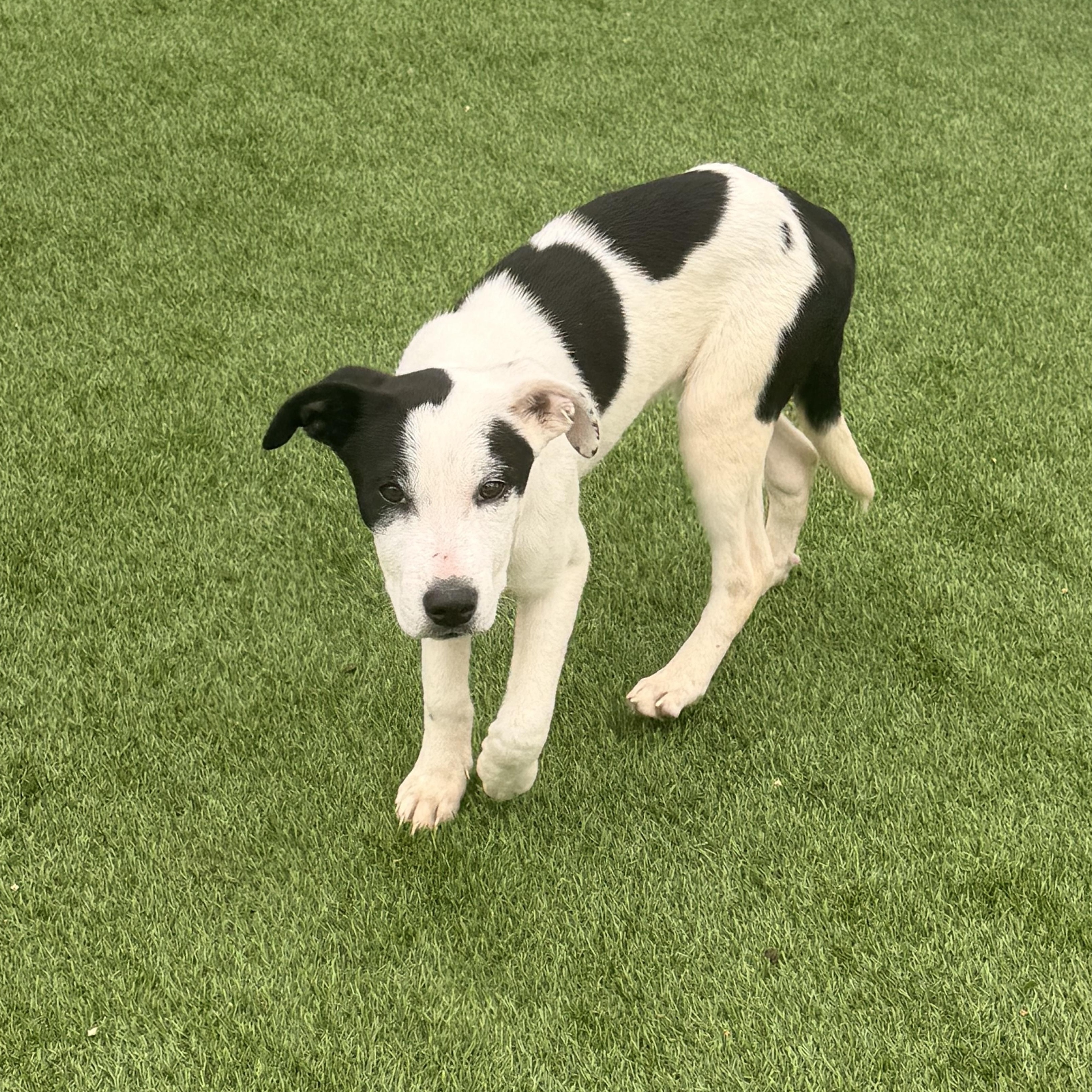 Enlarge Anna , a ADOPTABLE mixed breed in Wilmington, IL image 3/3