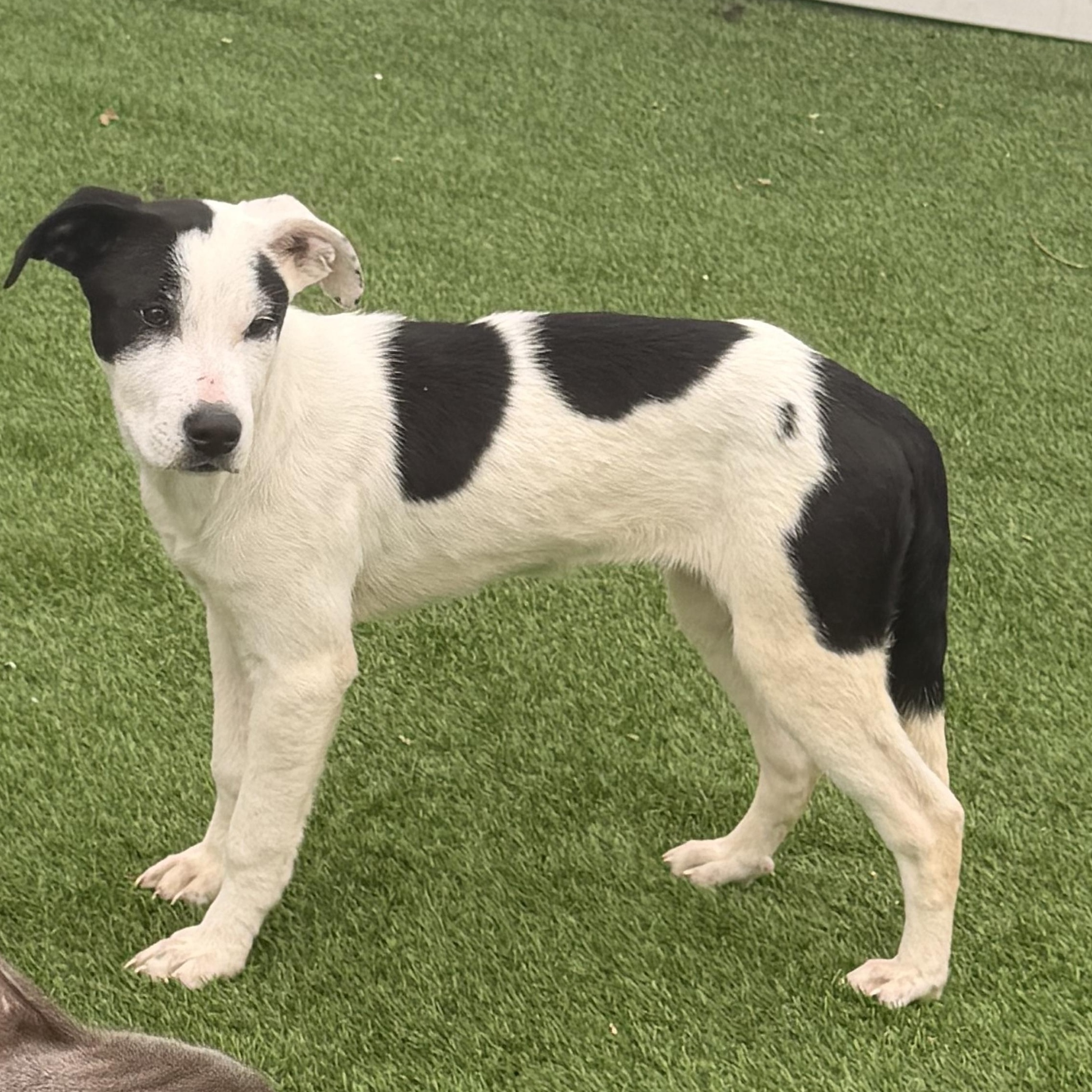 Enlarge Anna , a ADOPTABLE mixed breed in Wilmington, IL image 2/3