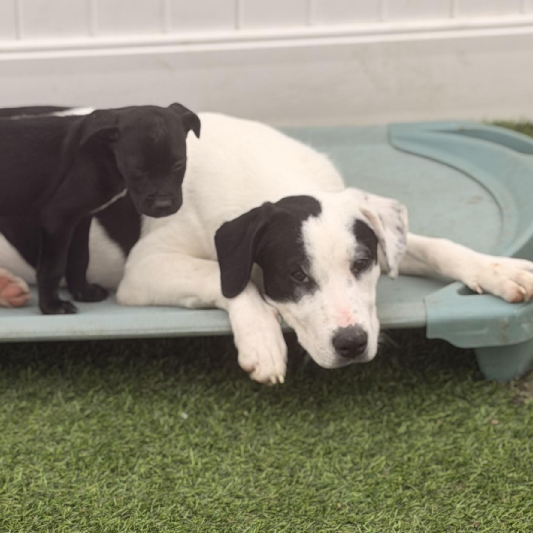 Enlarge Anna , a ADOPTABLE mixed breed in Wilmington, IL image 2/4