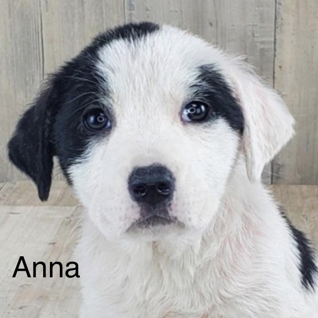 Enlarge Anna , a ADOPTABLE mixed breed in Wilmington, IL image 1/2