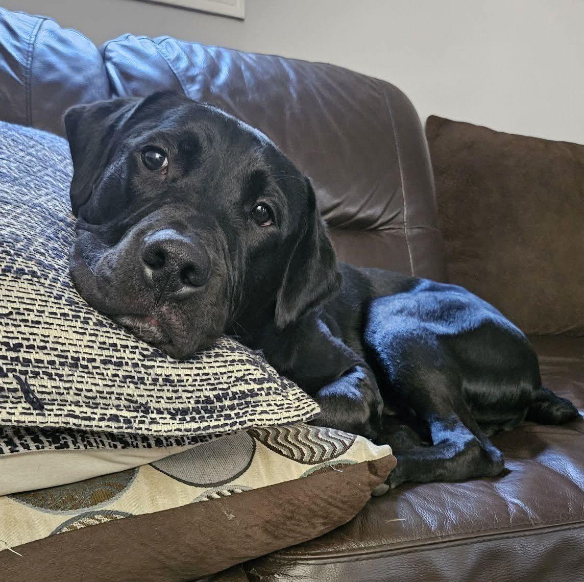 Chance, Adoptable, Adult Male Labrador Retriever & American Bulldog.